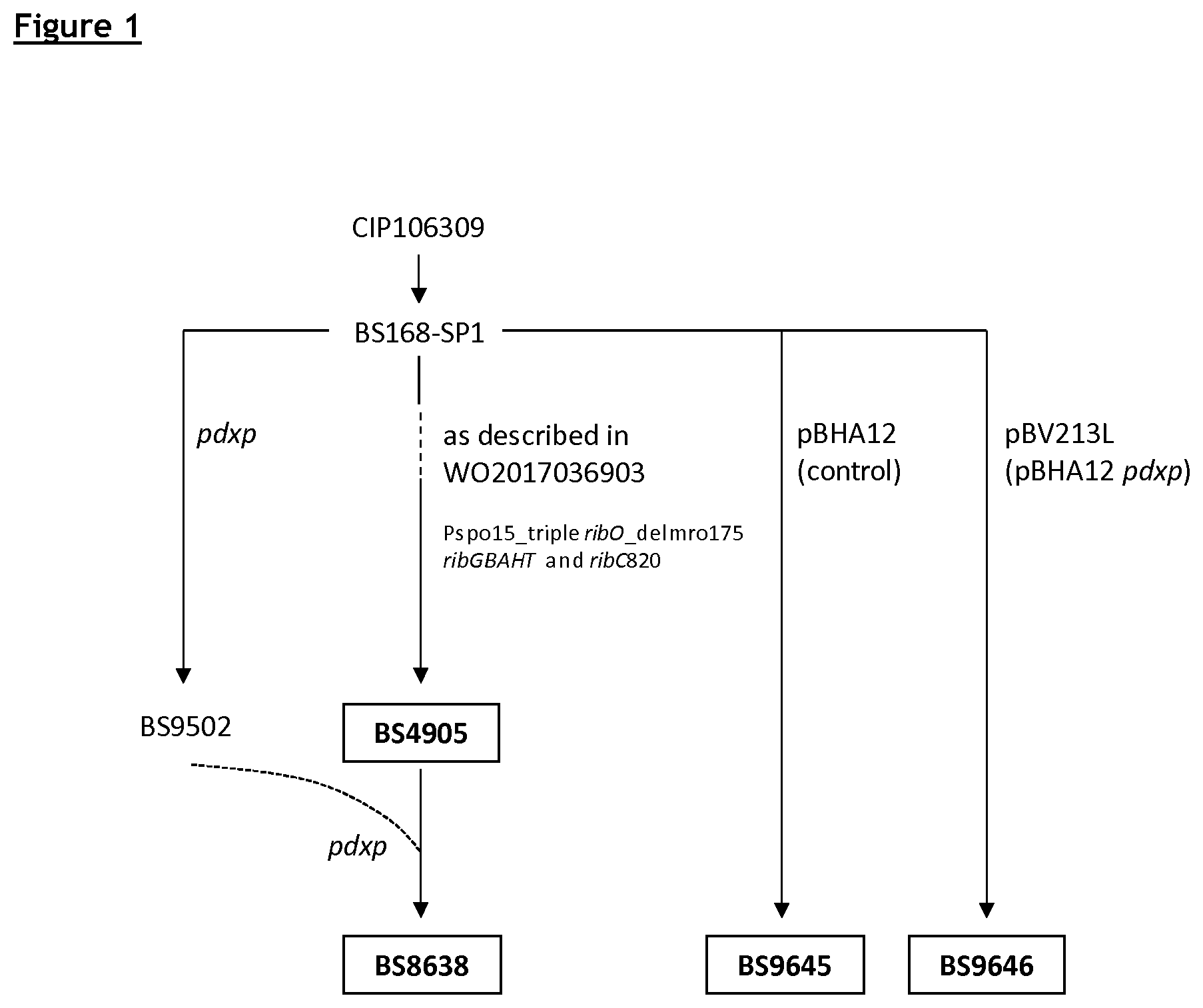 Patent US12365885 — Production of riboflavin — Figure 1