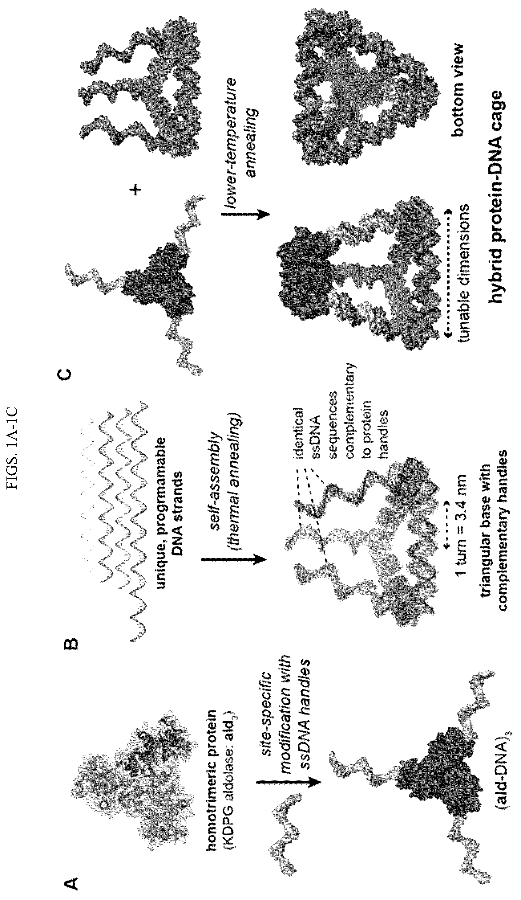 Patent US12365889 — Tunable nanoscale cages from self-assembling DNA and protein building blocks — Figure 1