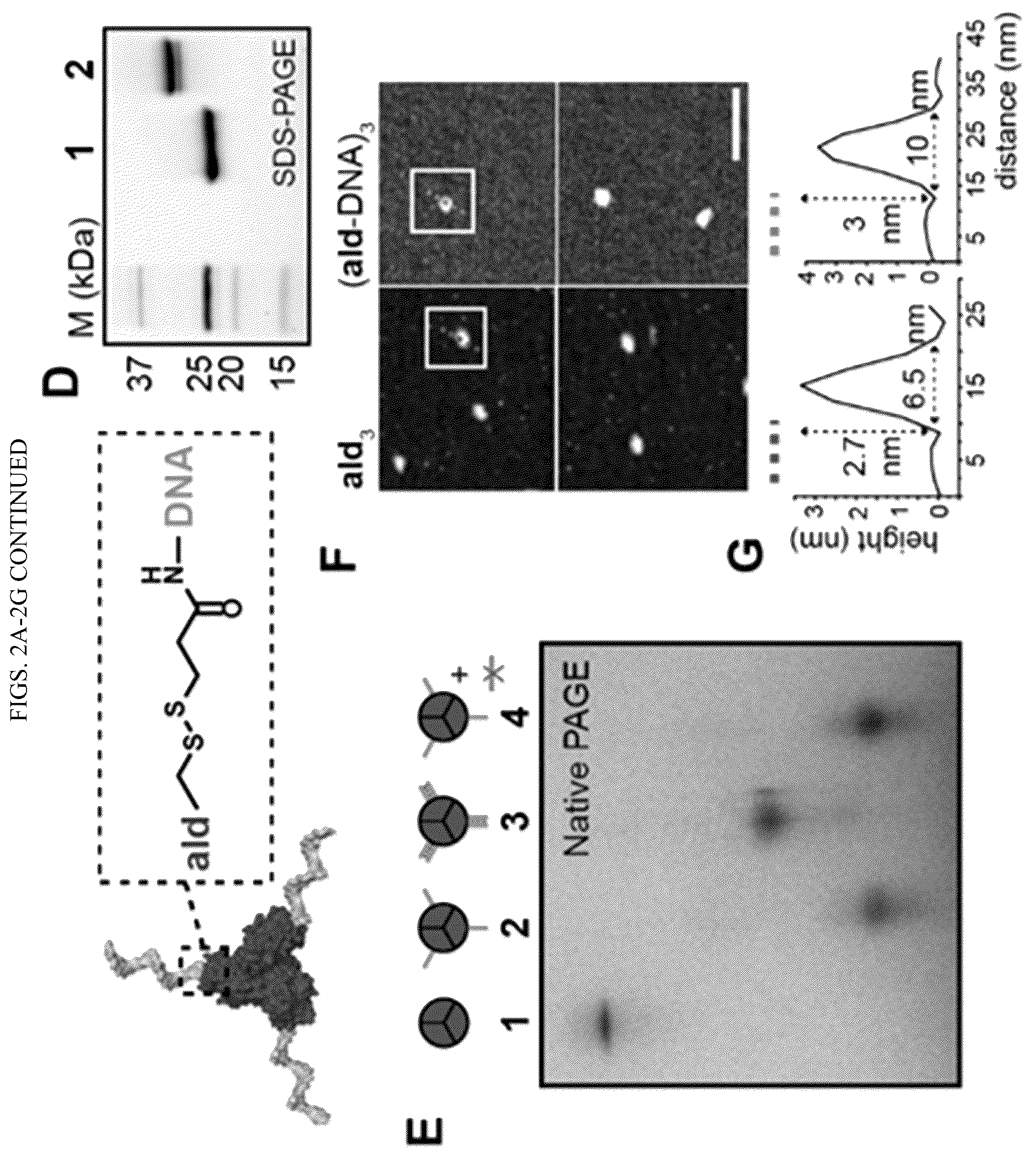 Patent US12365889 Figure 3 – Tunable nanoscale cages from self-assembling DNA and protein building blocks