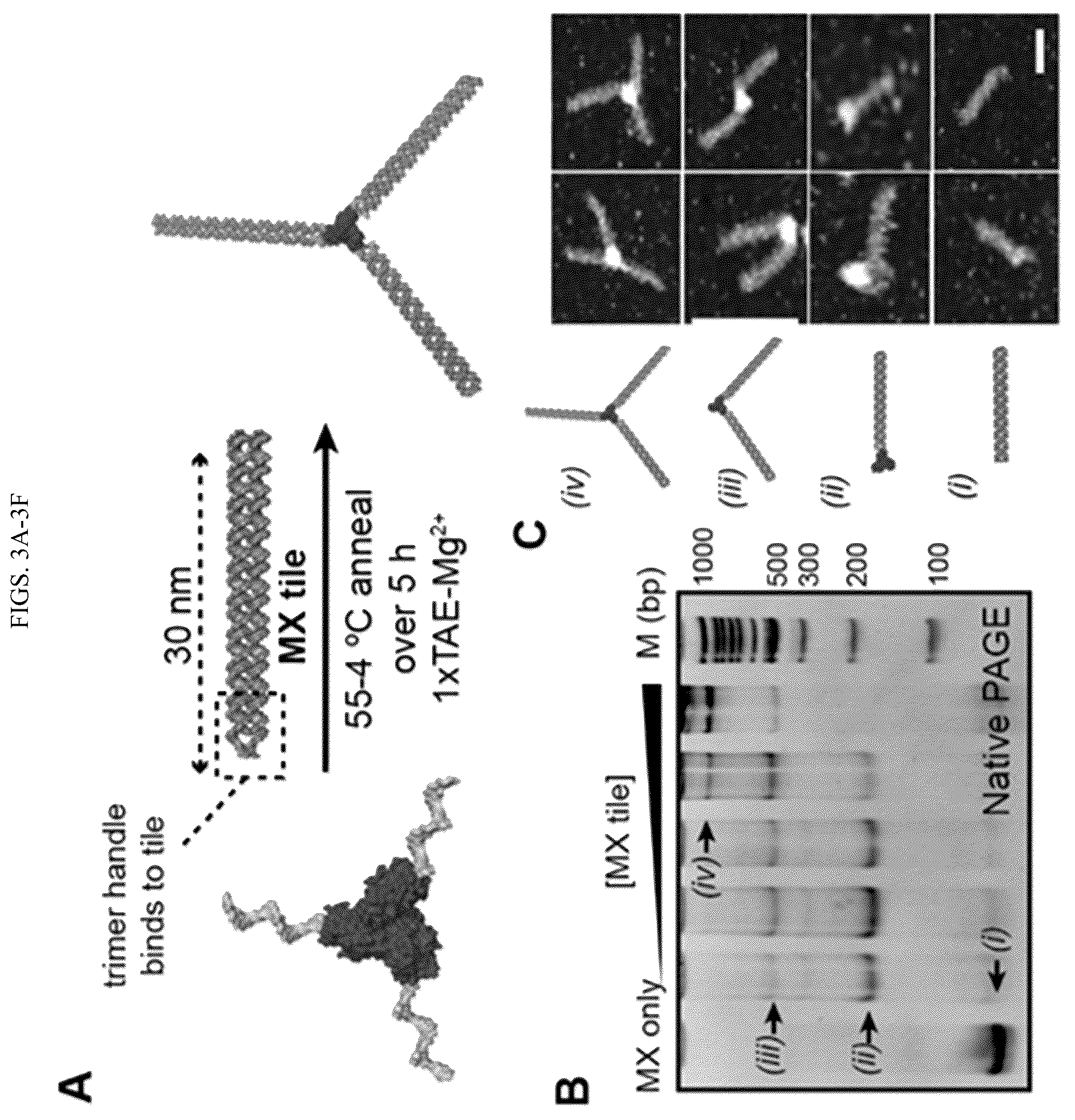 Patent US12365889 Figure 4 – Tunable nanoscale cages from self-assembling DNA and protein building blocks