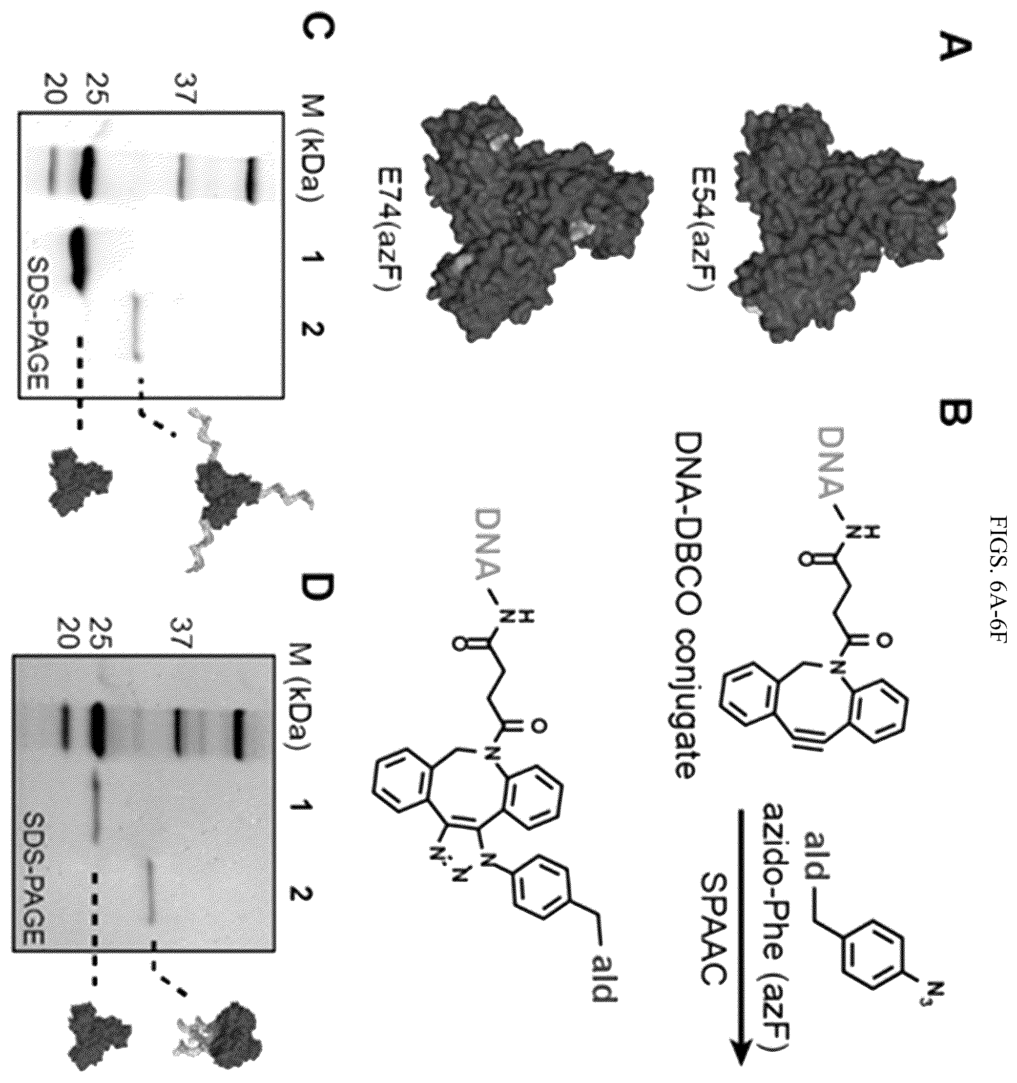 Patent US12365889 Figure 9 – Tunable nanoscale cages from self-assembling DNA and protein building blocks