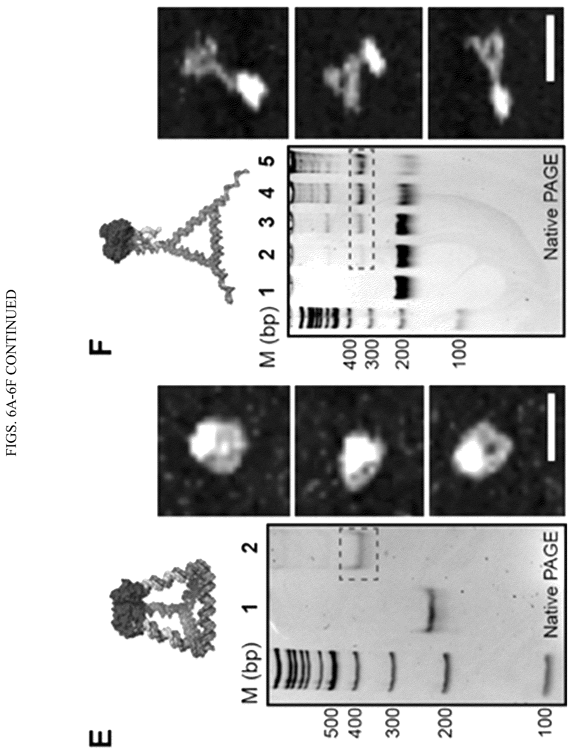 Patent US12365889 Figure 10 – Tunable nanoscale cages from self-assembling DNA and protein building blocks