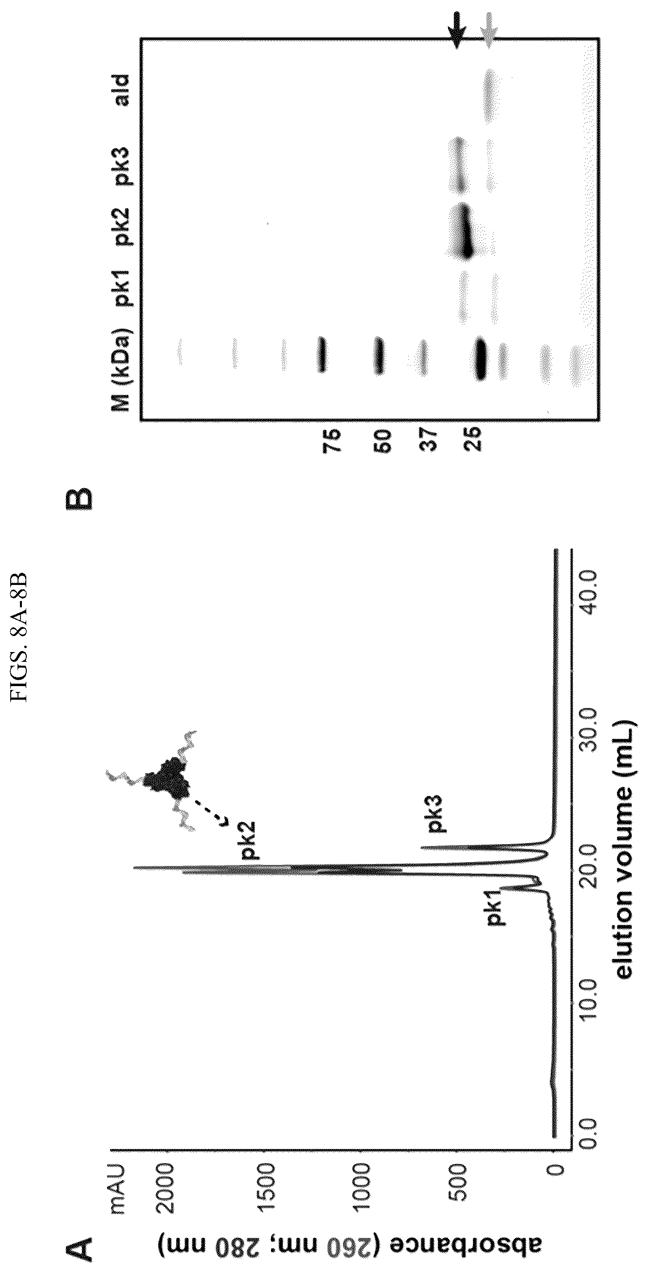 Patent US12365889 Figure 13 – Tunable nanoscale cages from self-assembling DNA and protein building blocks