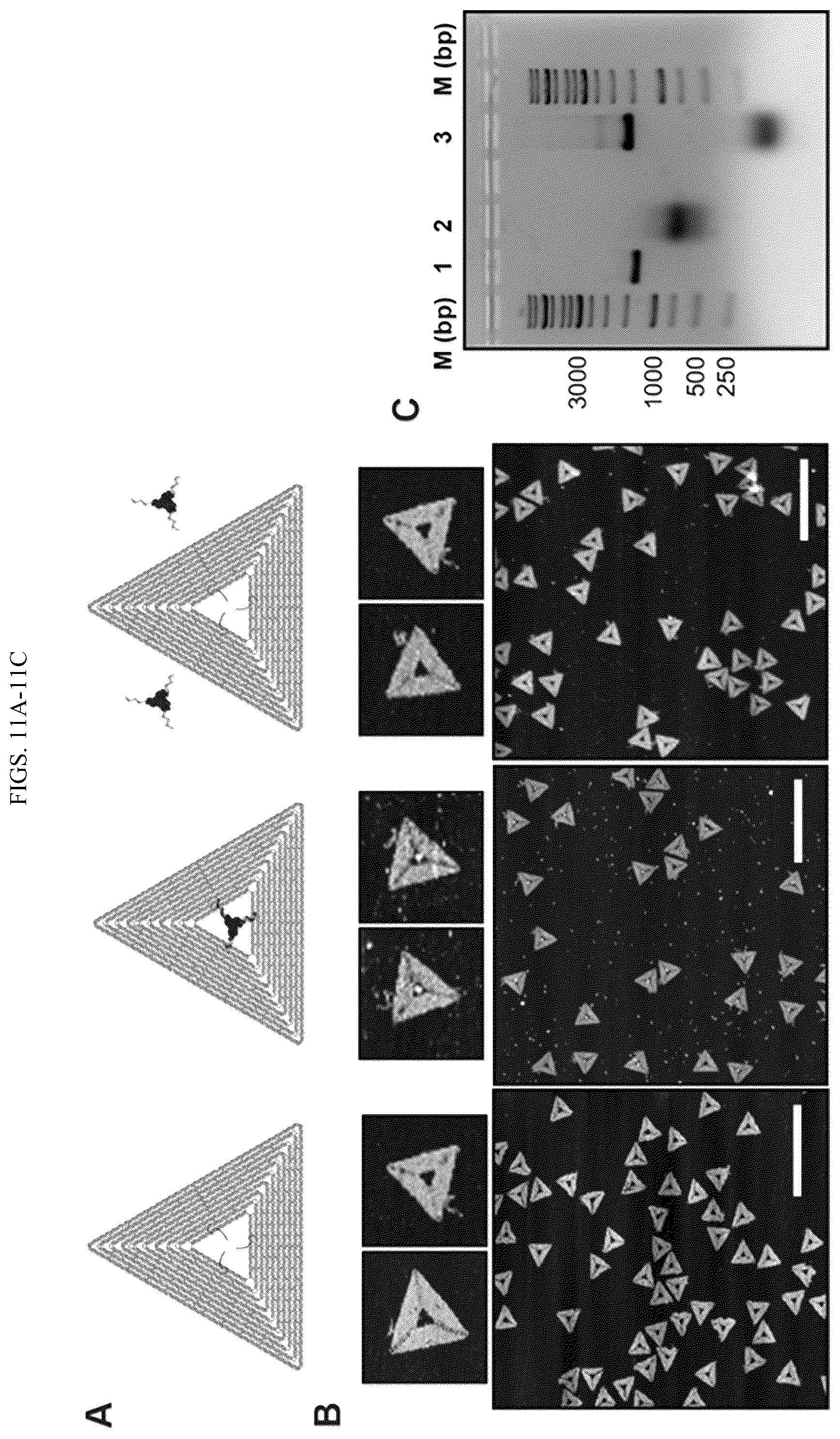 Patent US12365889 Figure 16 – Tunable nanoscale cages from self-assembling DNA and protein building blocks