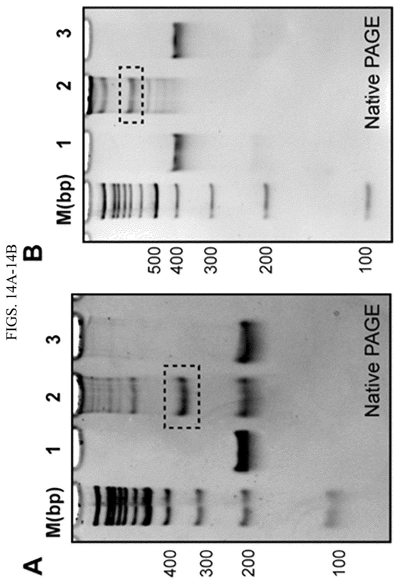 Patent US12365889 Figure 20 – Tunable nanoscale cages from self-assembling DNA and protein building blocks