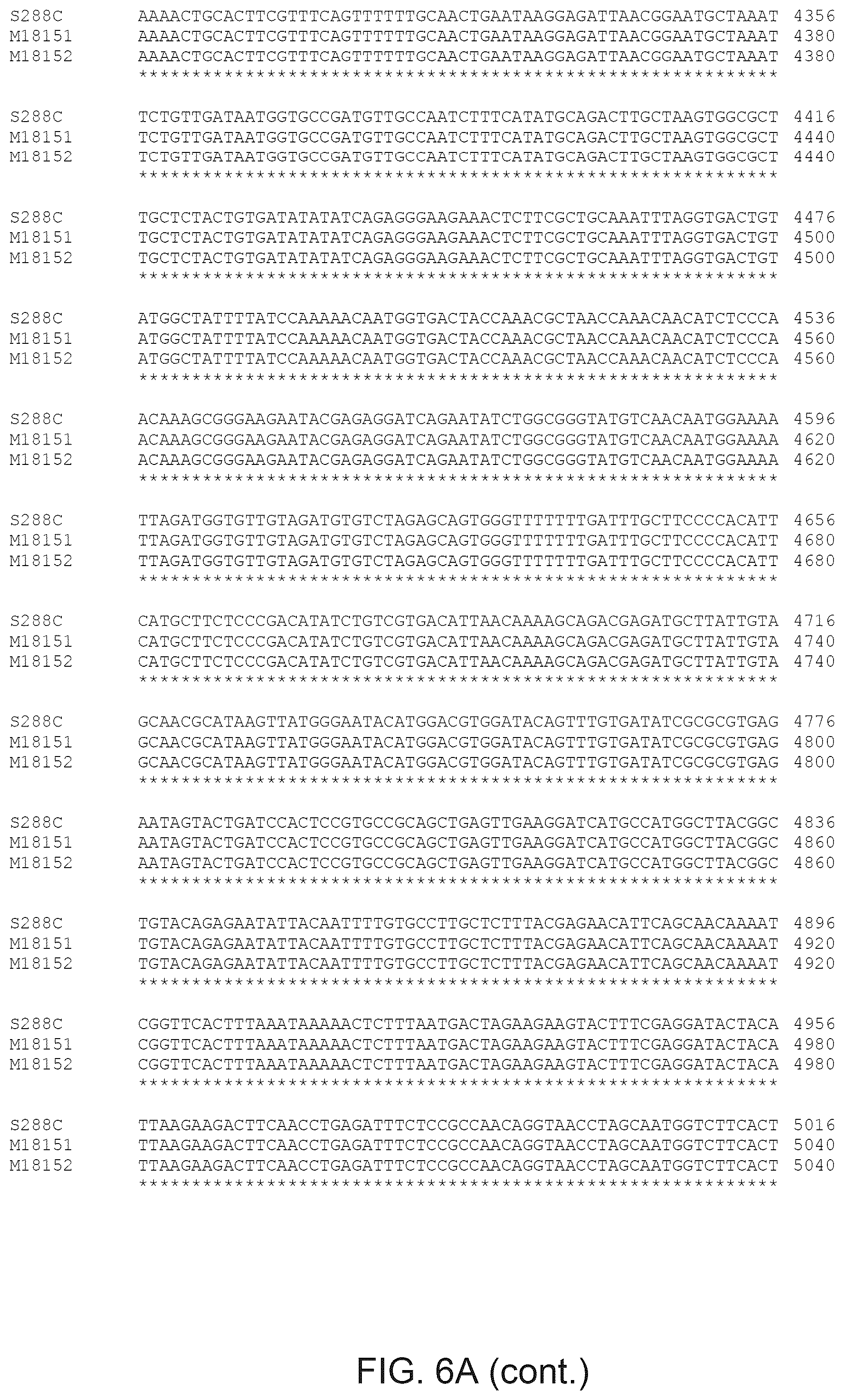Patent US12365890 Figure 12 – Optimization of yeast host cells for the production of heterologous proteins