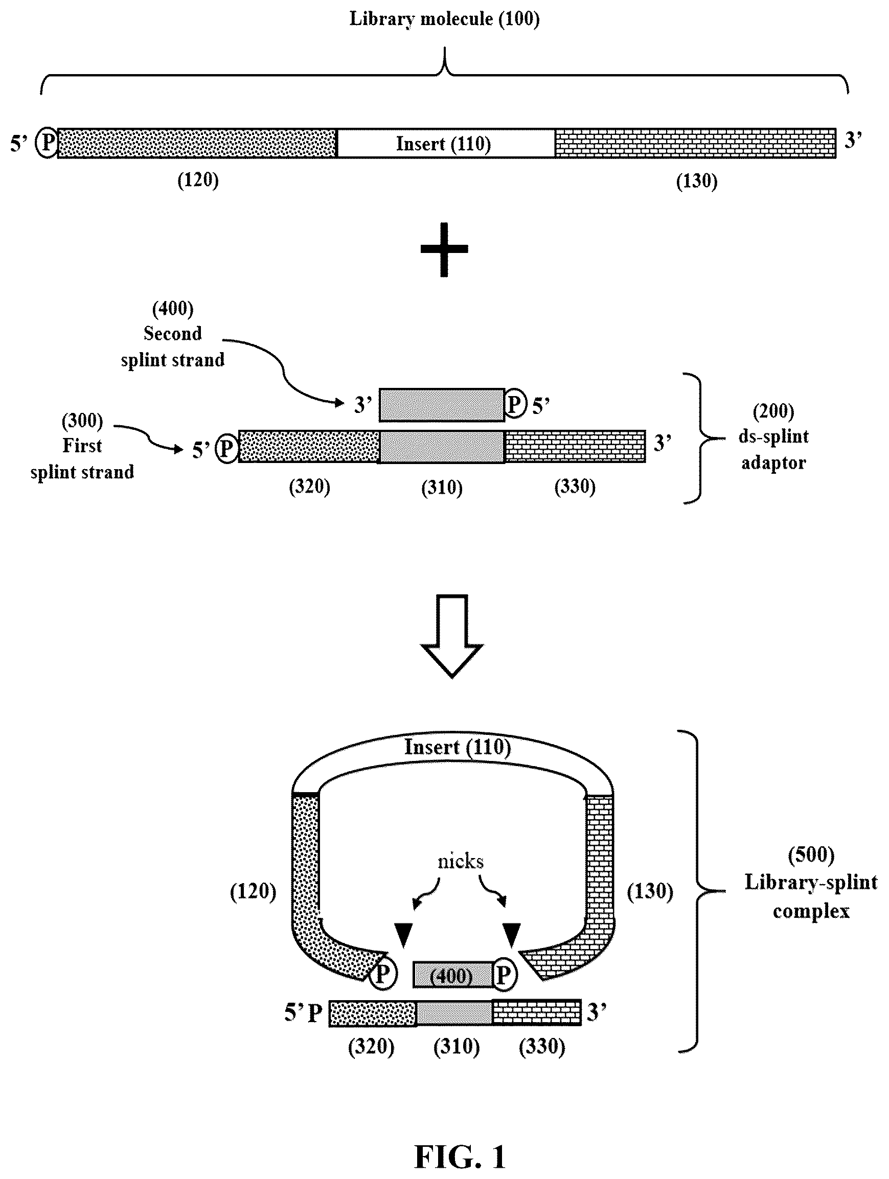 Patent US12365892 — Double-stranded splint adaptors with universal long splint strands and methods of use — Figure 1