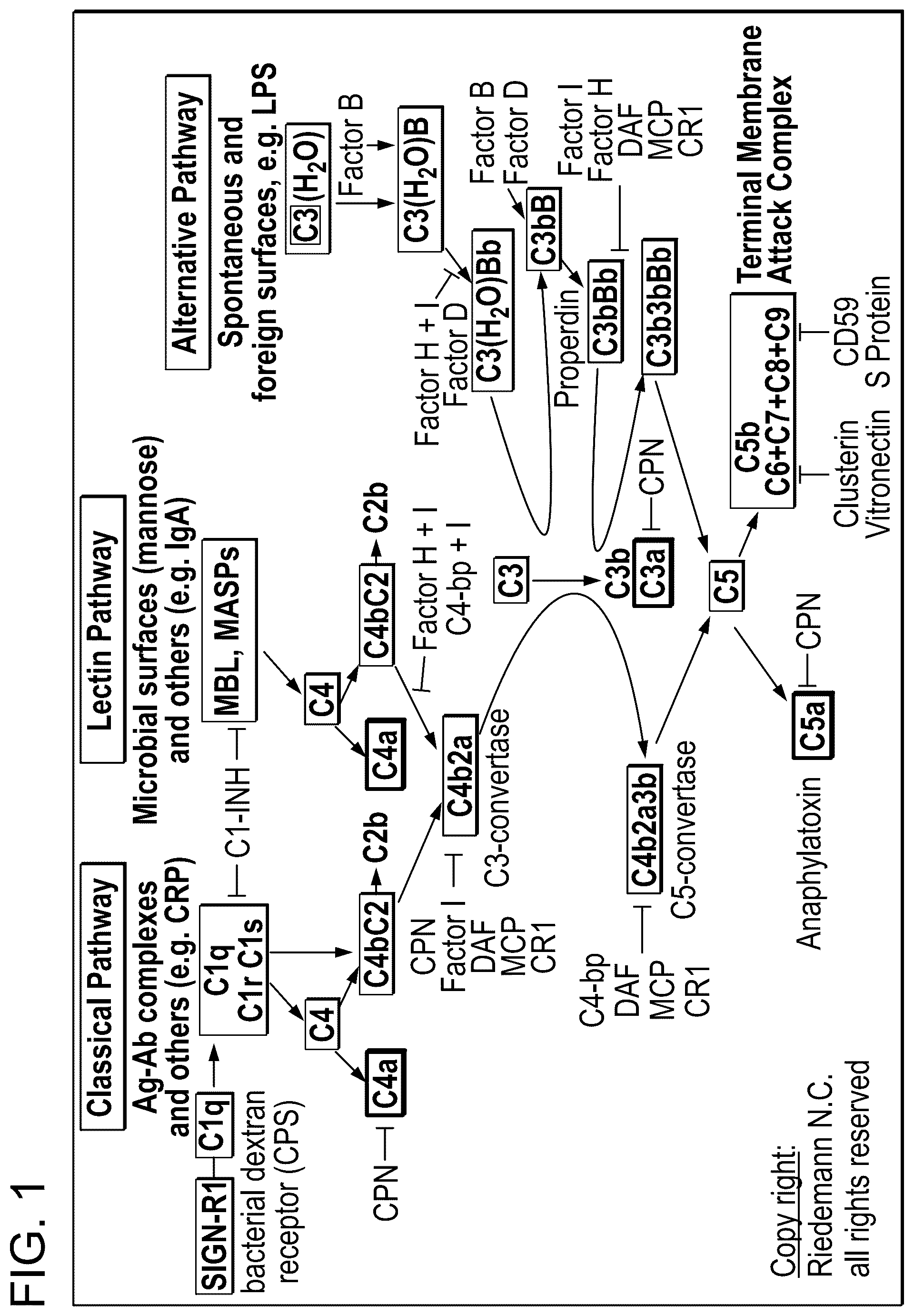 Patent US12365896 — Complement component C3 iRNA compositions and methods of use thereof — Figure 1