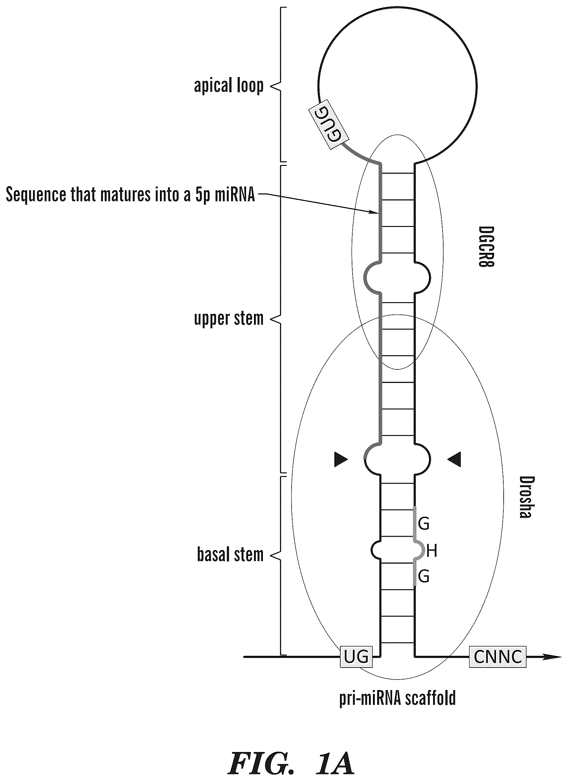 Patent US12365900 — miRNA switches for RNA-triggered control of RNA interference — Figure 1