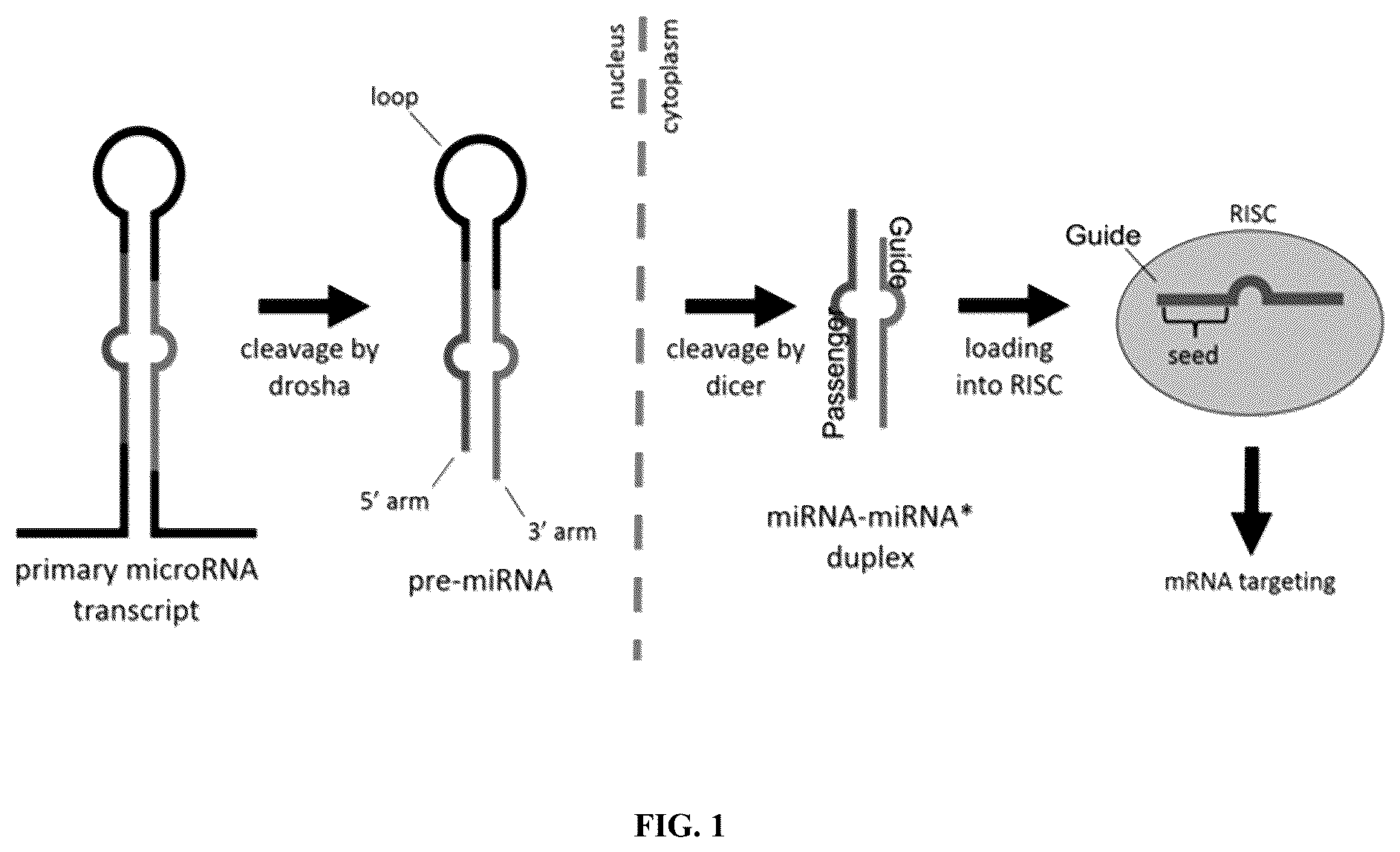 Patent US12365902 — Compositions and methods of generating novel amiRNA — Figure 1
