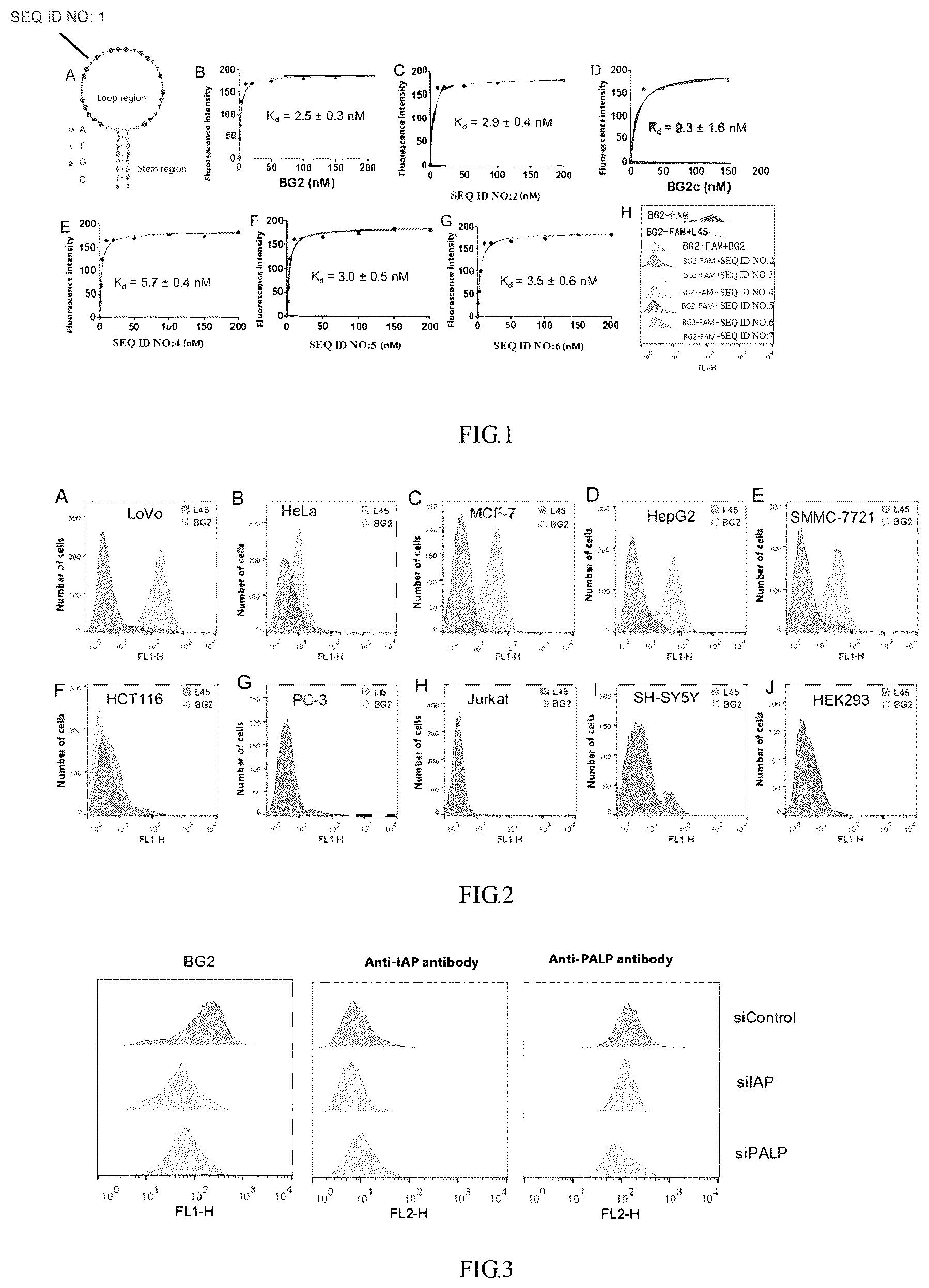 Patent US12365903 — Application of aptamer in recognition and binding of alkaline phosphatase heterodimer or tumor detection — Figure 1