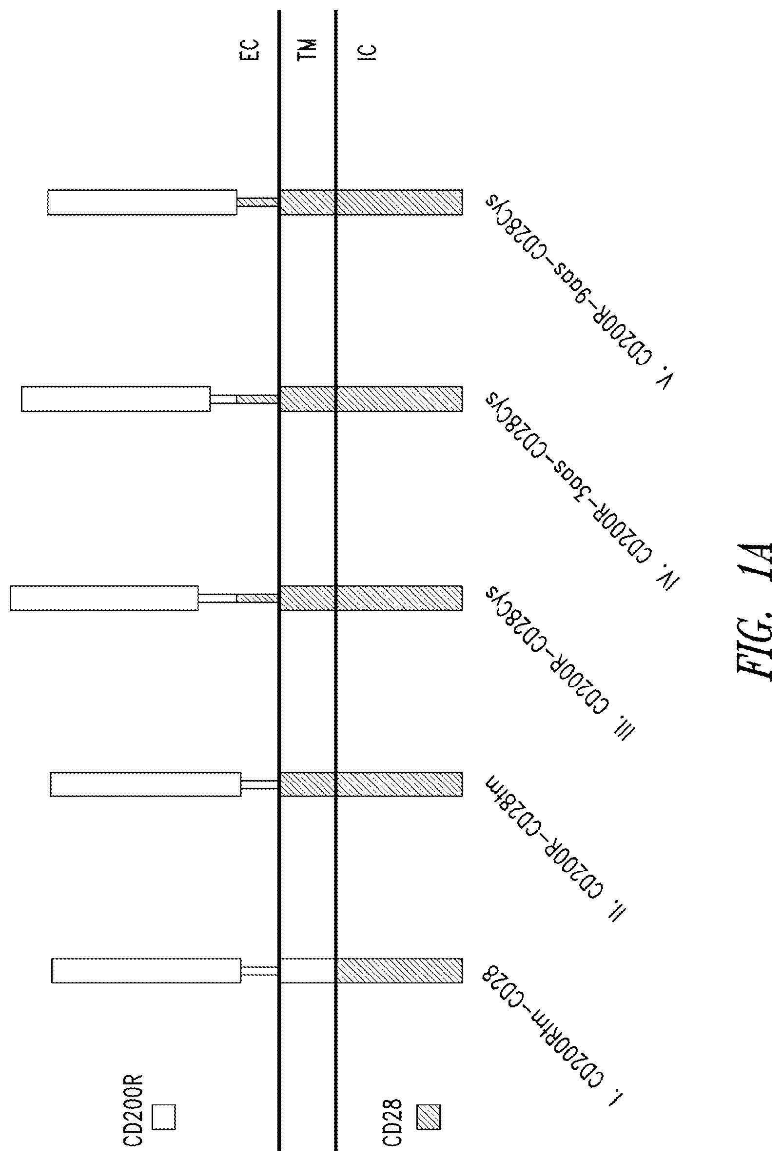 Patent US12365906 — Immunomodulatory fusion proteins and uses thereof — Figure 1