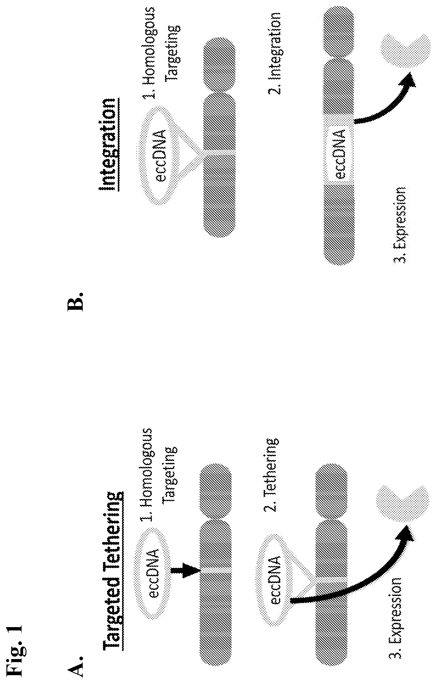 Patent US12365907 — Vector for gene transfer and gene copy proliferation — Figure 1