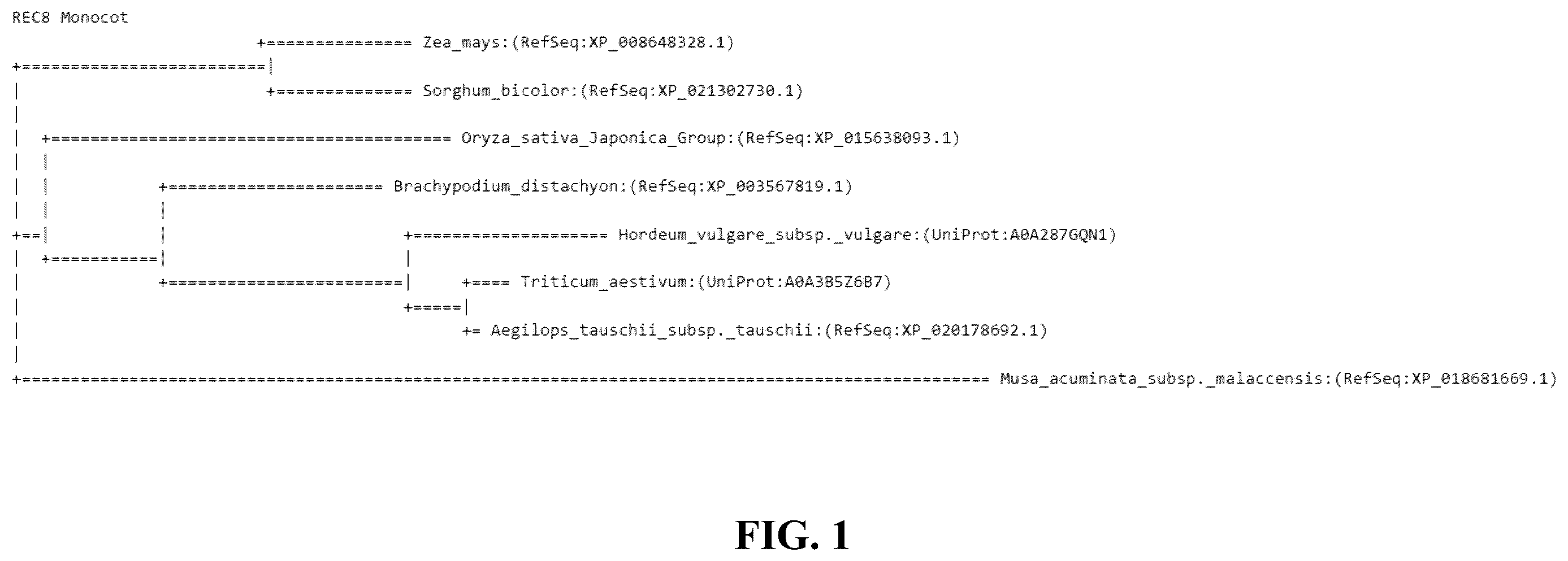 Patent US12365908 Figure 1 – Polyploid hybrid maize breeding