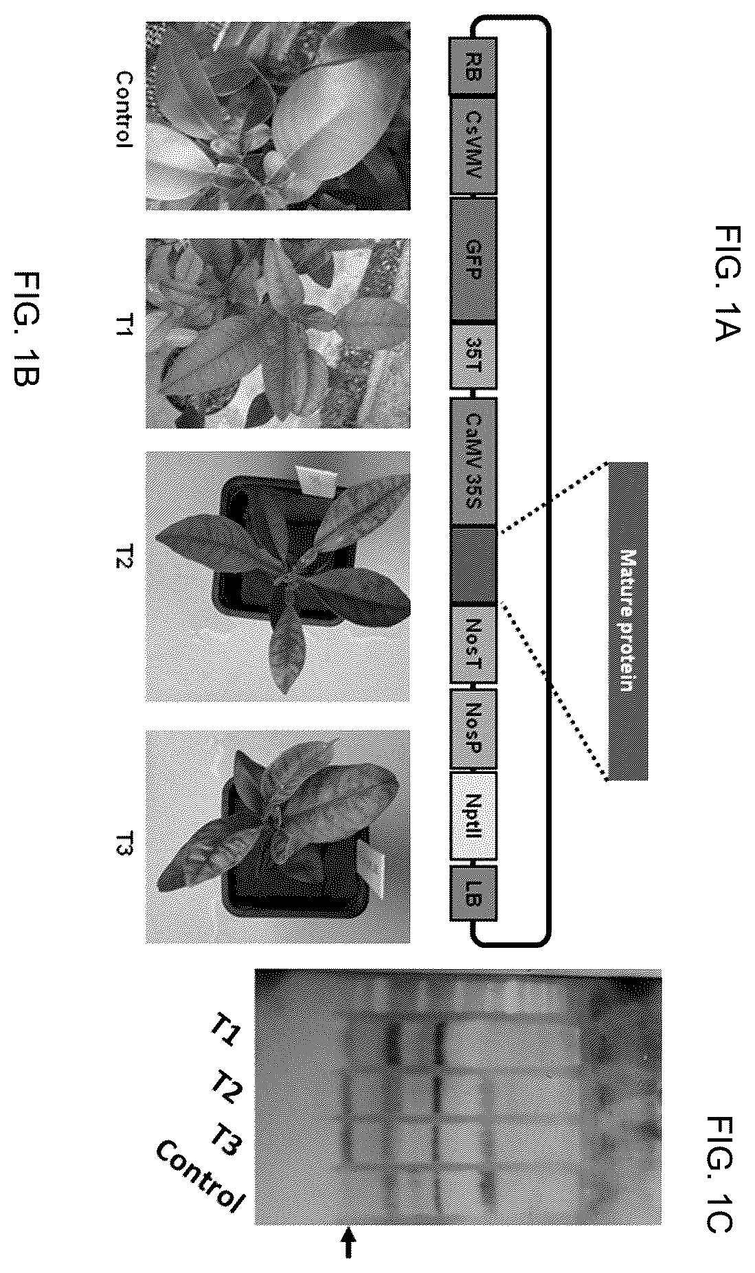 Patent US12365912 — Methods and compositions for plant pathogen resistance in plants — Figure 1