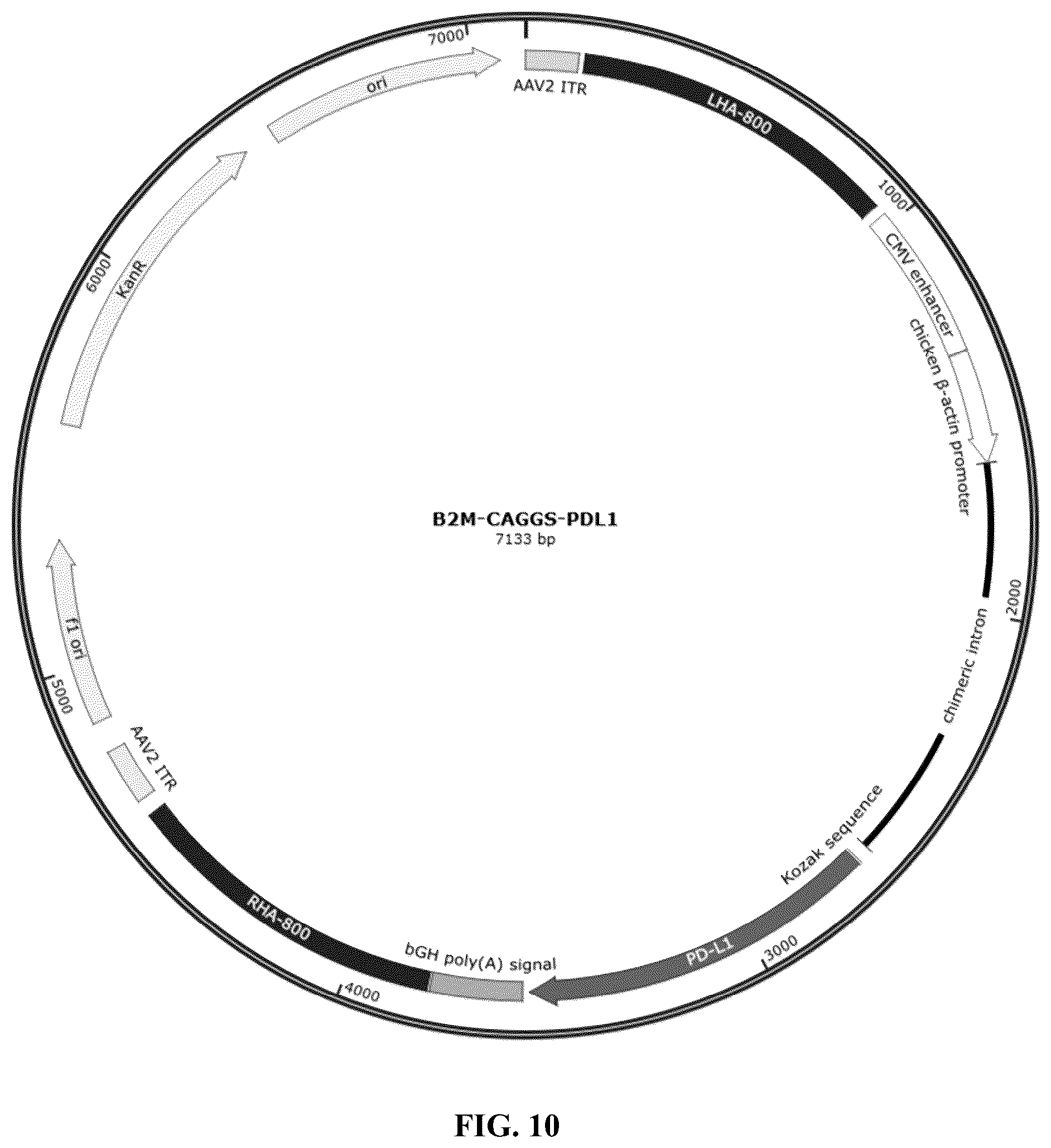 Patent US12365915 Figure 14 – Universal donor cells