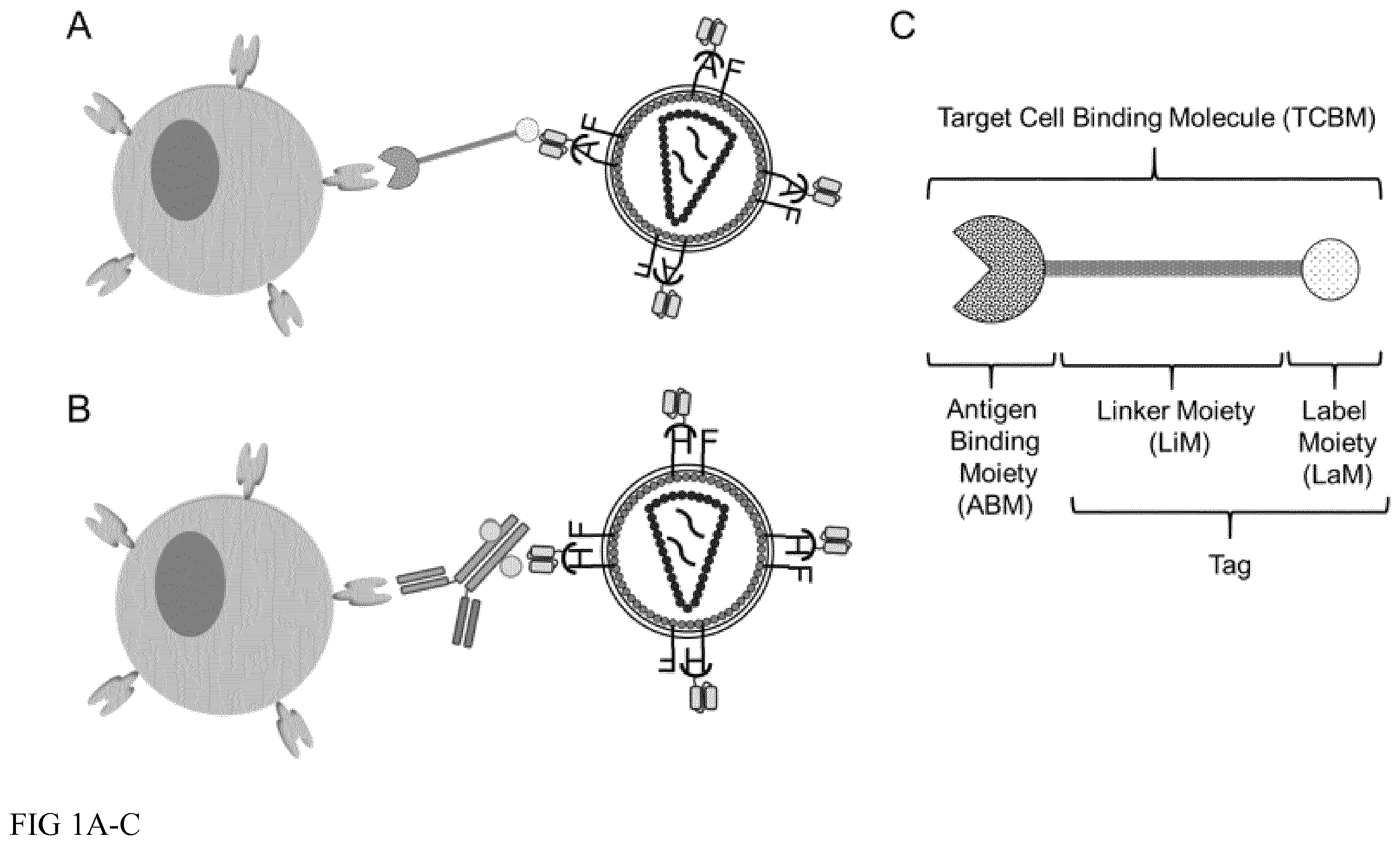 Patent US12365916 — Adapter-based retroviral vector system for the selective transduction of target cells — Figure 1