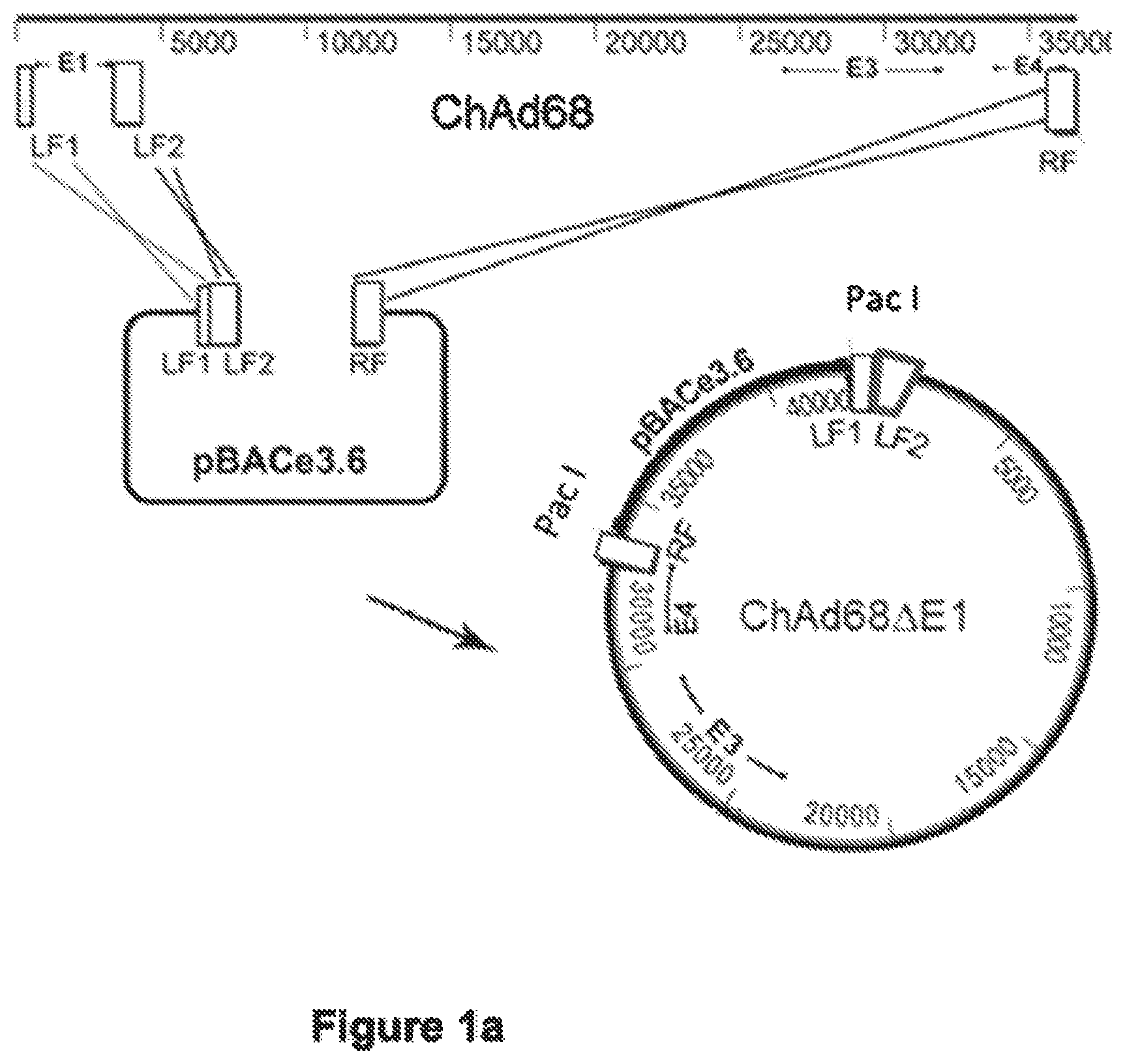 Patent US12365920 — Adenoviral vector — Figure 1