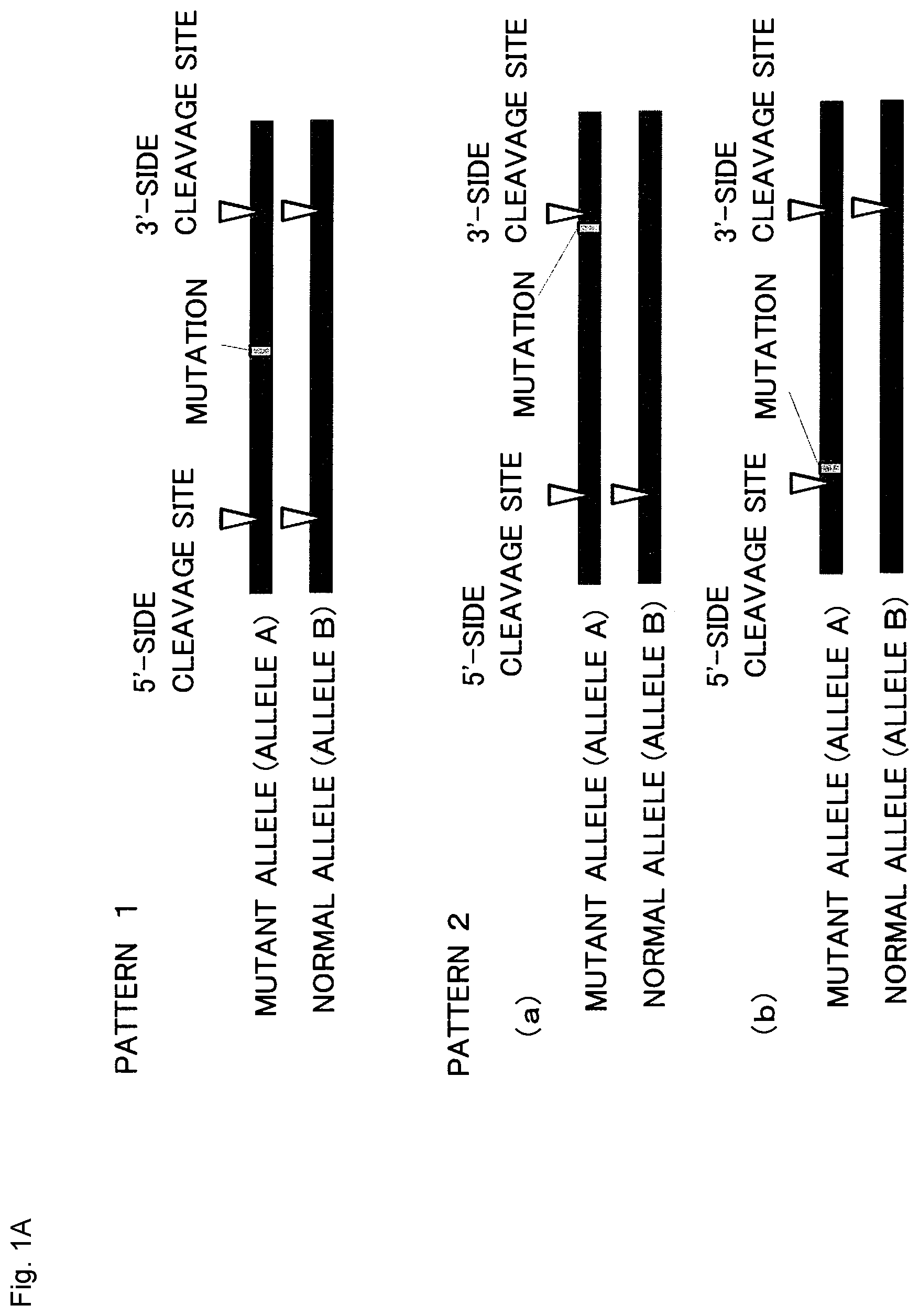 Patent US12365923 — Method for producing genome-edited cell — Figure 1