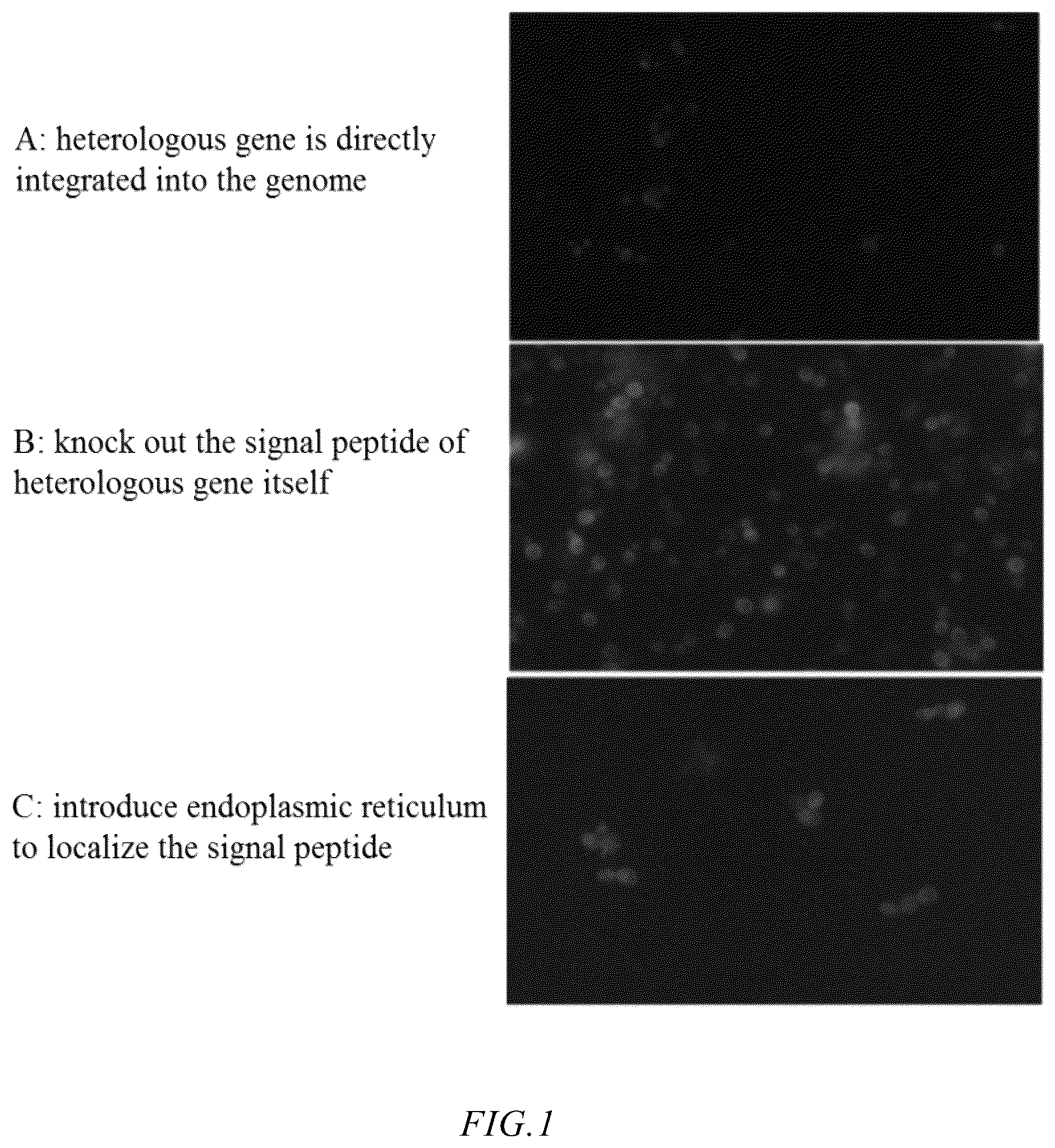 Patent US12365926 — Saccharomyces cerevisiae strain for producing human milk lipid substitute and use thereof — Figure 1
