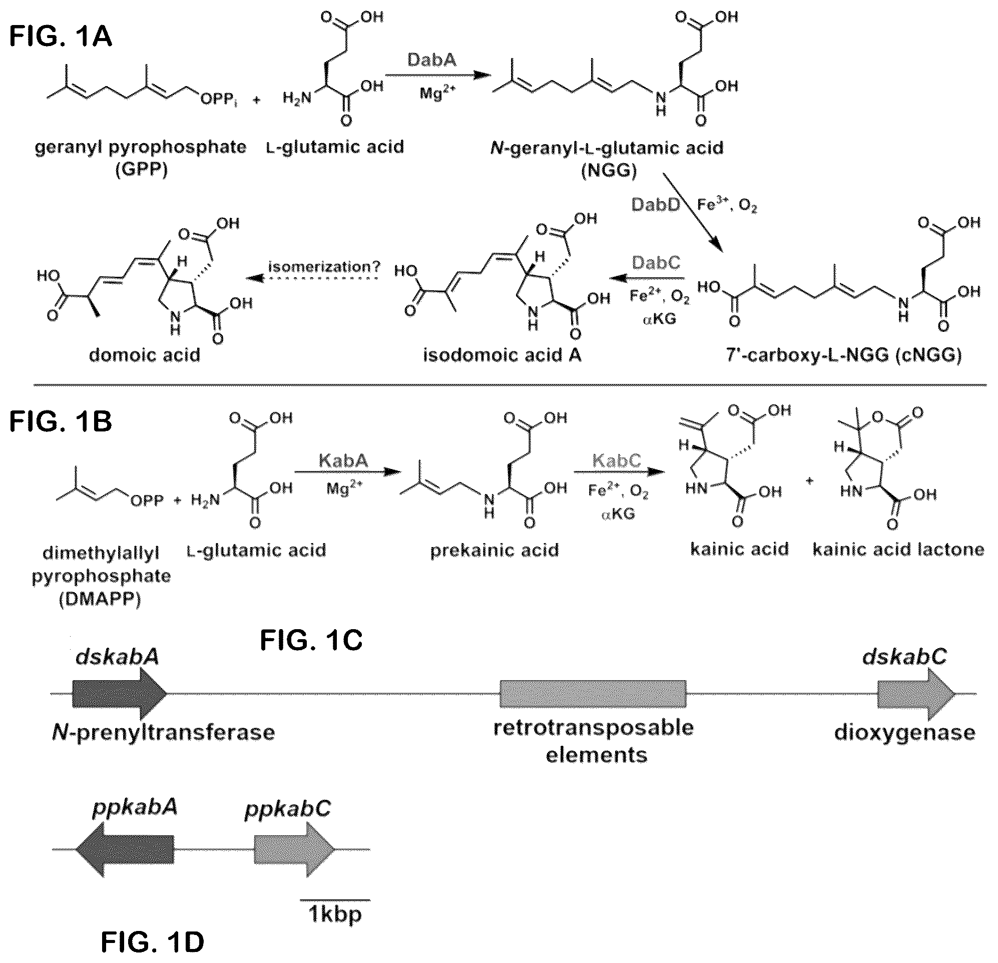 Patent US12365928 Figure 1 – Scalable biosynthesis of the seaweed neurochemical kainic acid
