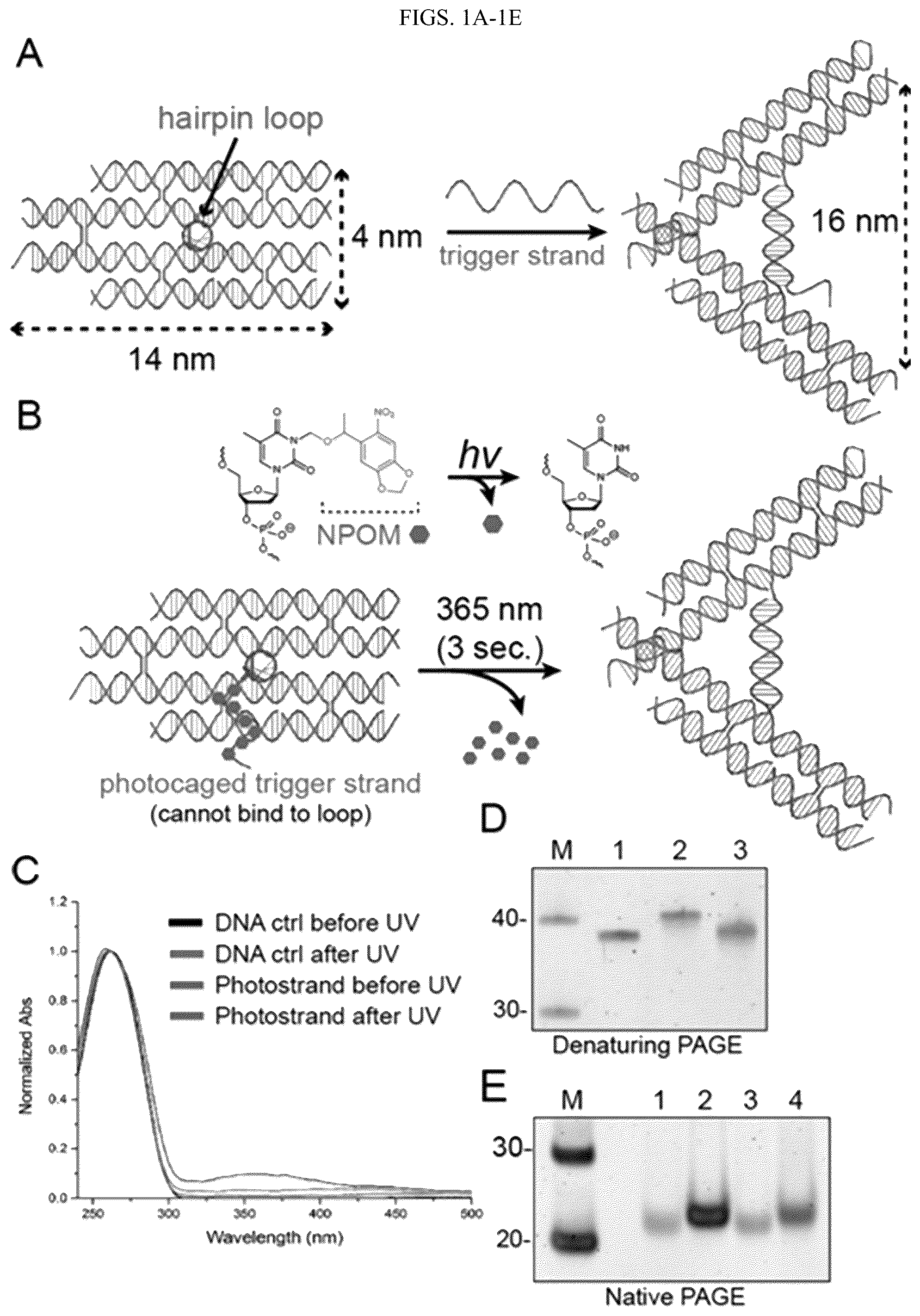 Patent US12365929 Figure 1 – Reconfigurable DNA nano-tweezer