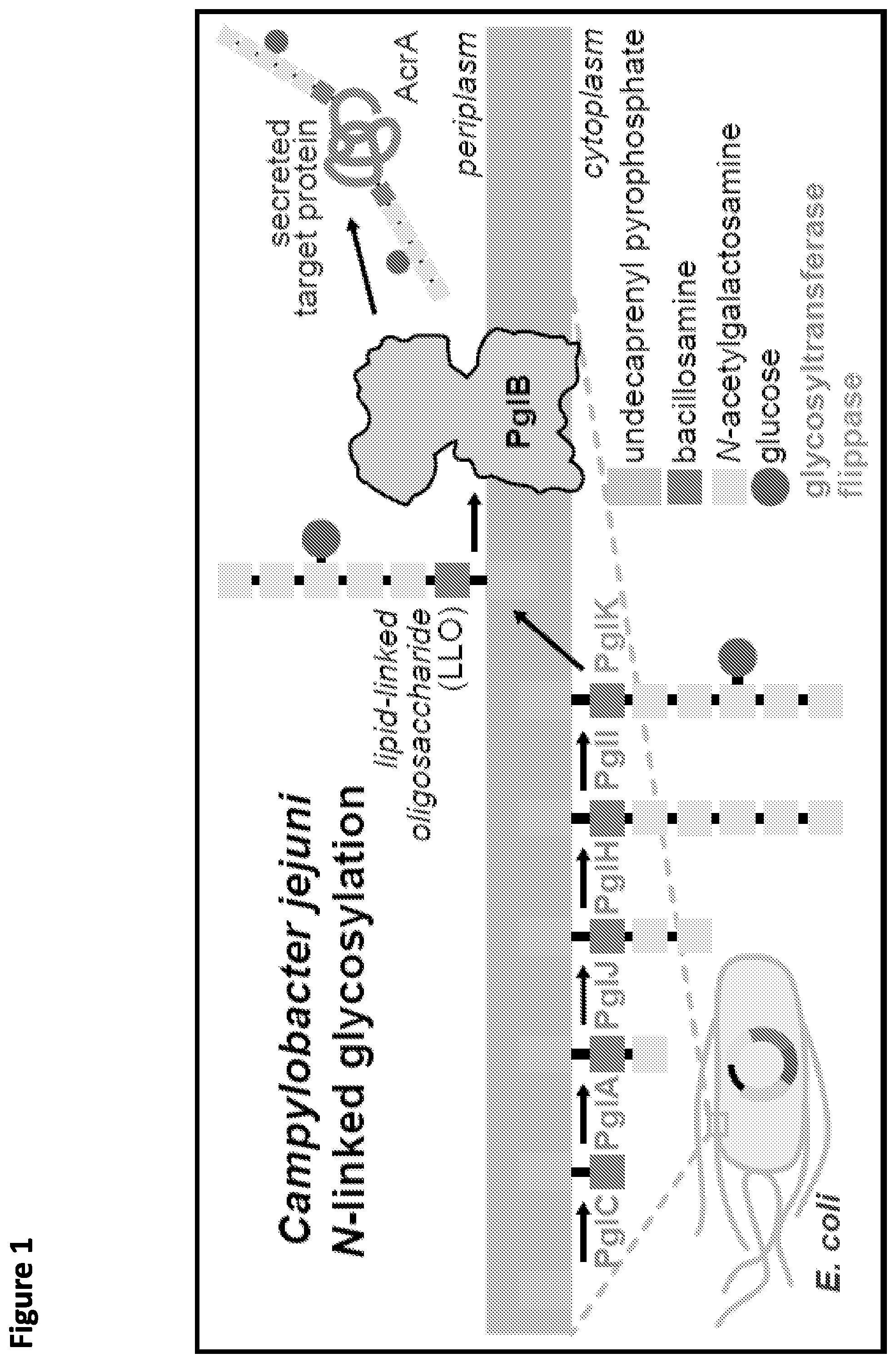 Patent US12365930 — Method for rapid in vitro synthesis of glycoproteins via recombinant production of N-glycosylated proteins in prokaryotic cell lysates — Figure 1