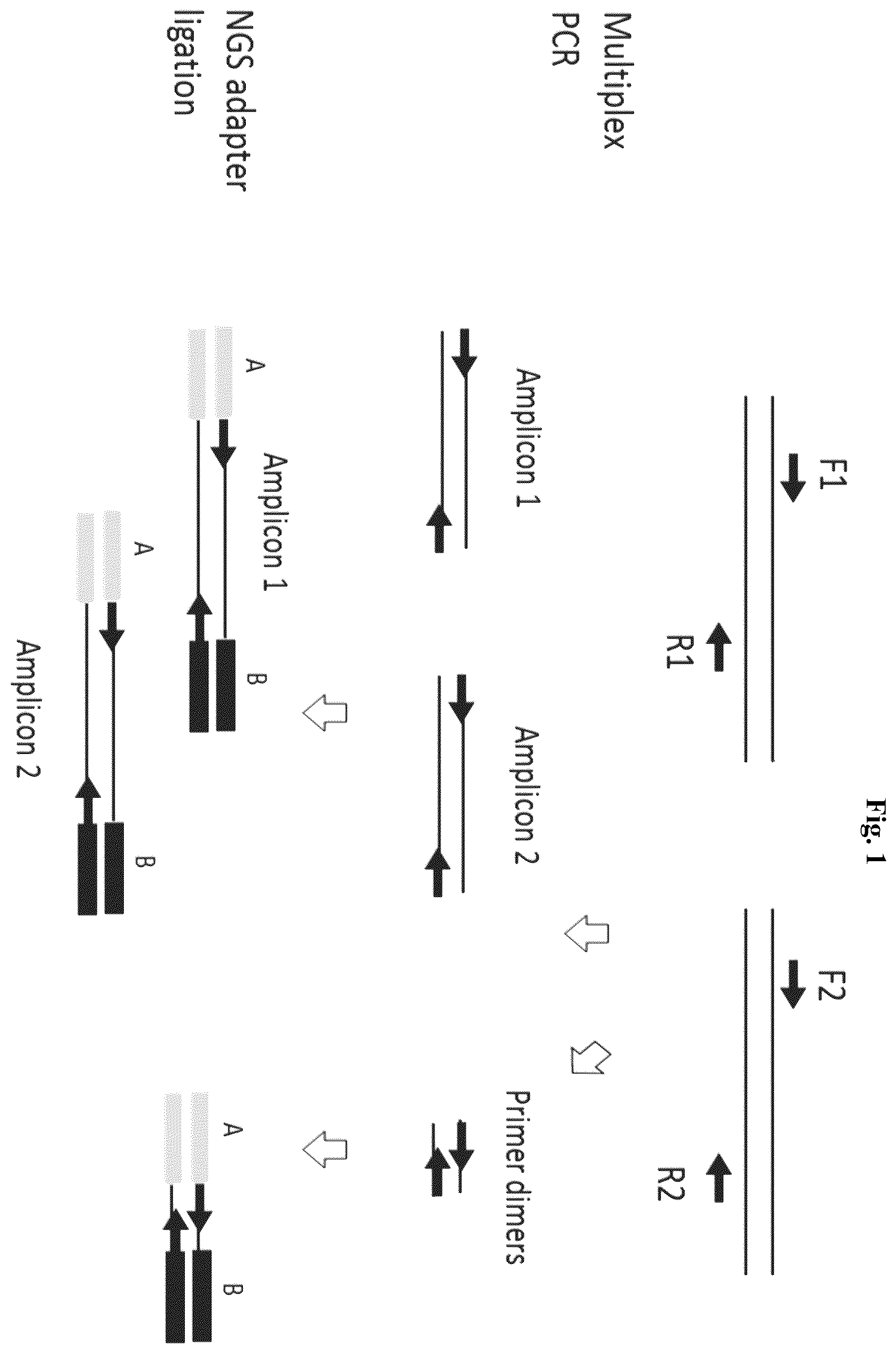 Patent US12365937 — Asymmetric targeted amplification methods — Figure 1