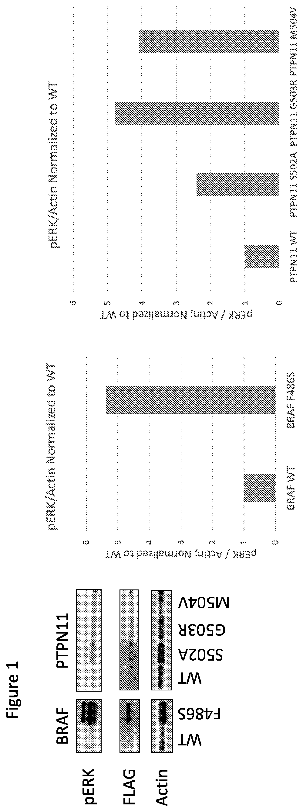Patent US12365946 Figure 1 – Compositions and methods for the diagnosis and treatment of lymphatic system disorders