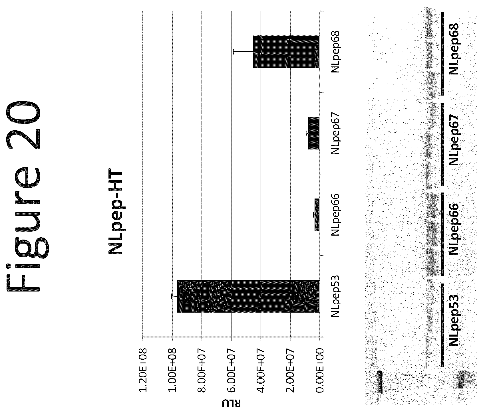 Patent US12366572 Figure 20 – Activation of bioluminescence by structural complementation