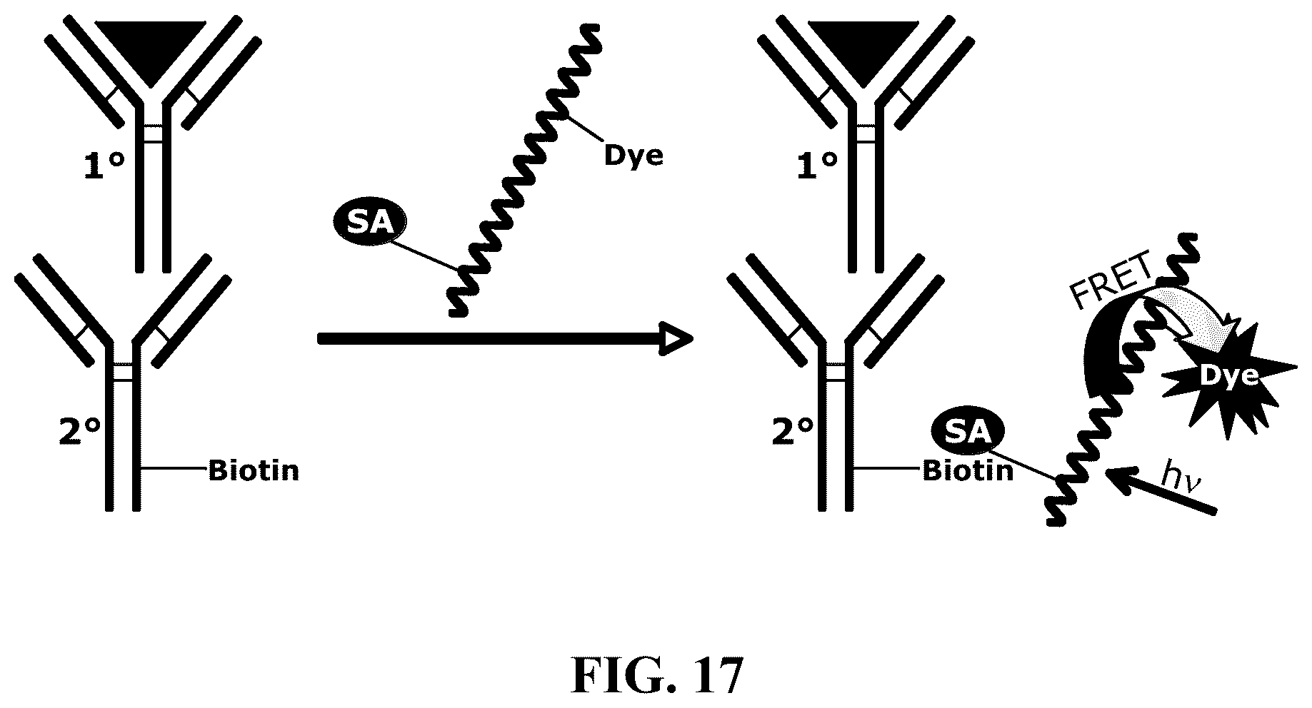 Patent US12366578 Figure 9 – Fluorescent methods and materials for directed biomarker signal amplification