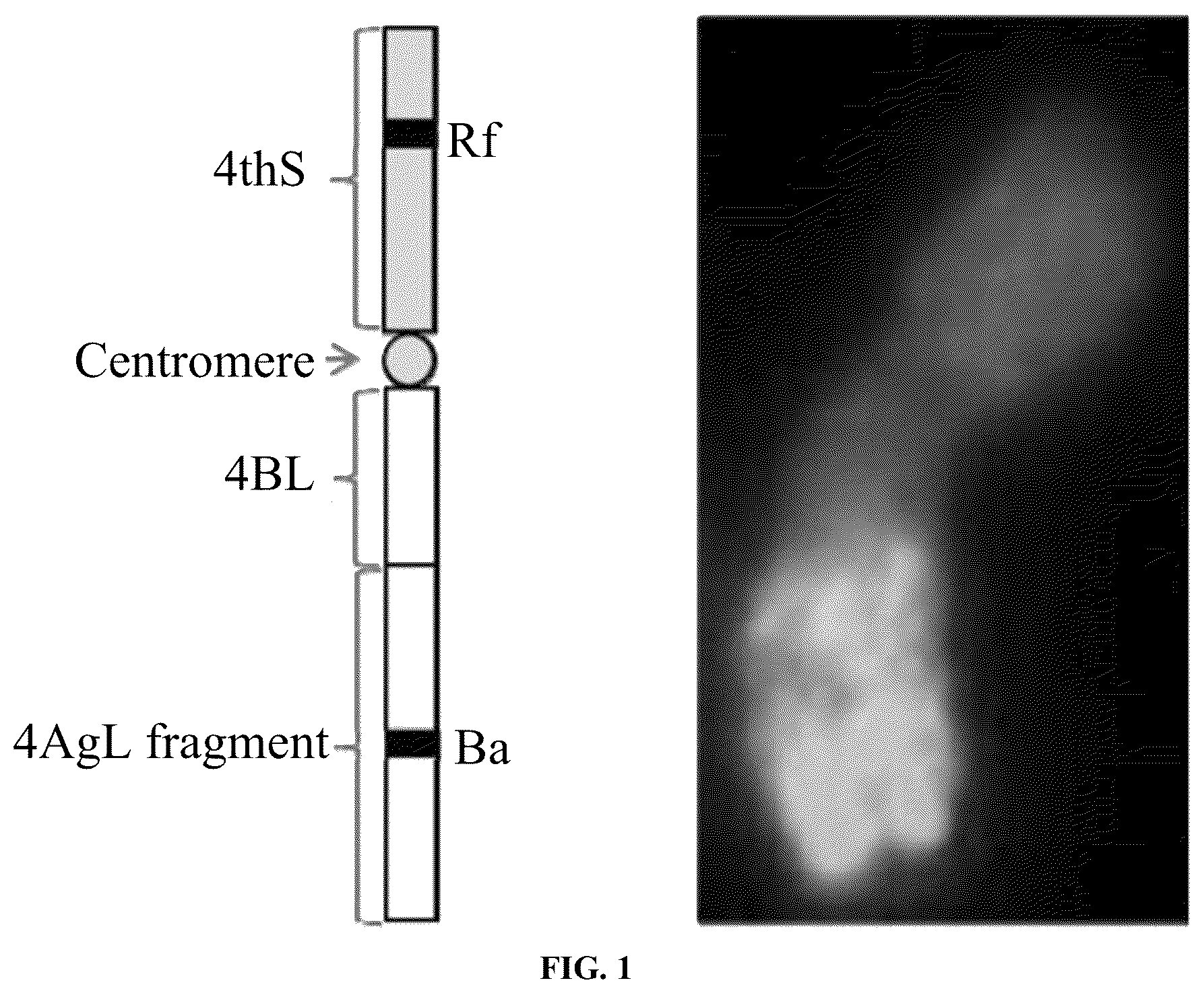 Patent US12376536 — Breeding method and use of blue-grained two-line hybrid wheat system — Figure 1