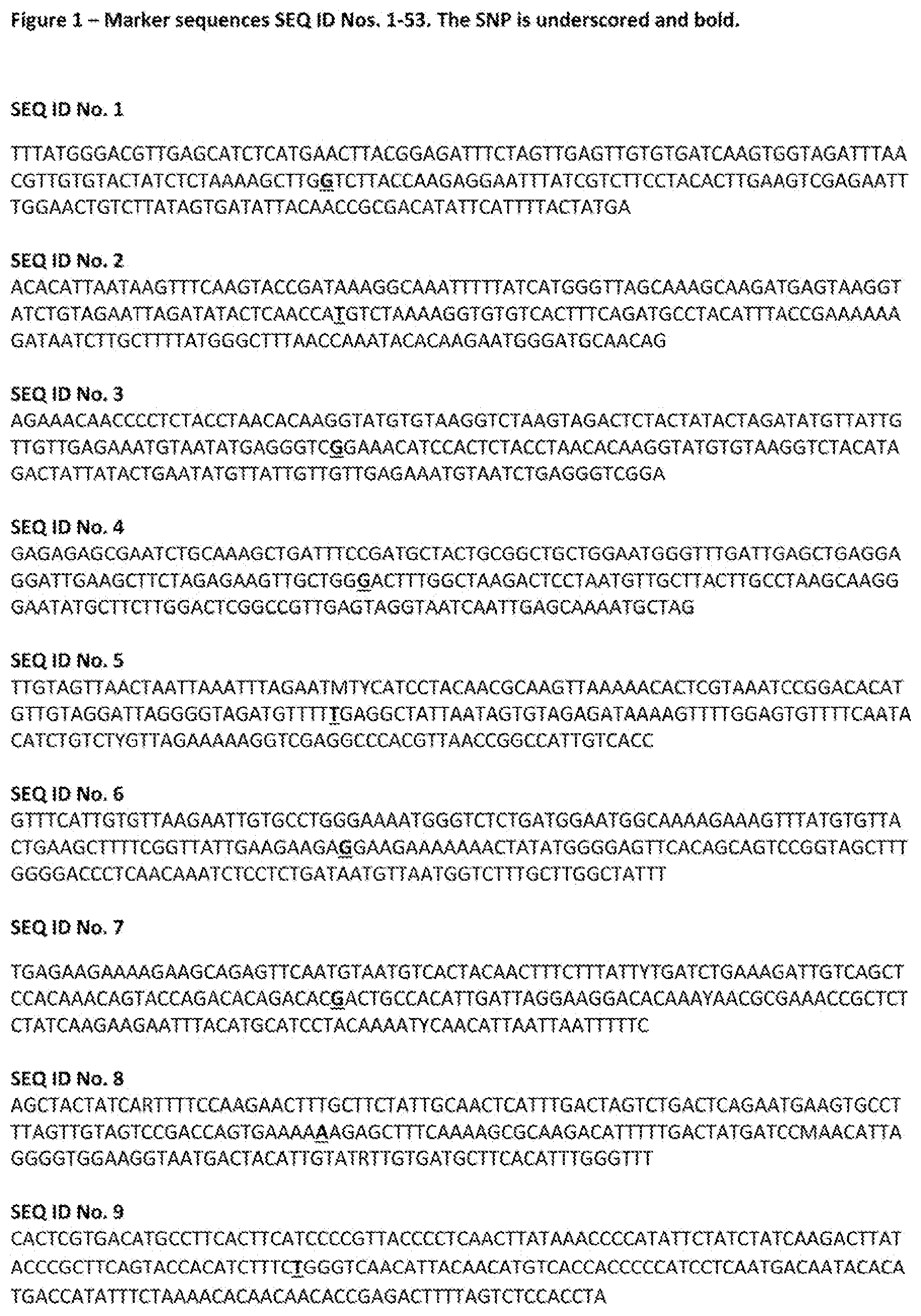 Patent US12376537 — TBRFV resistant tomato plant — Figure 1