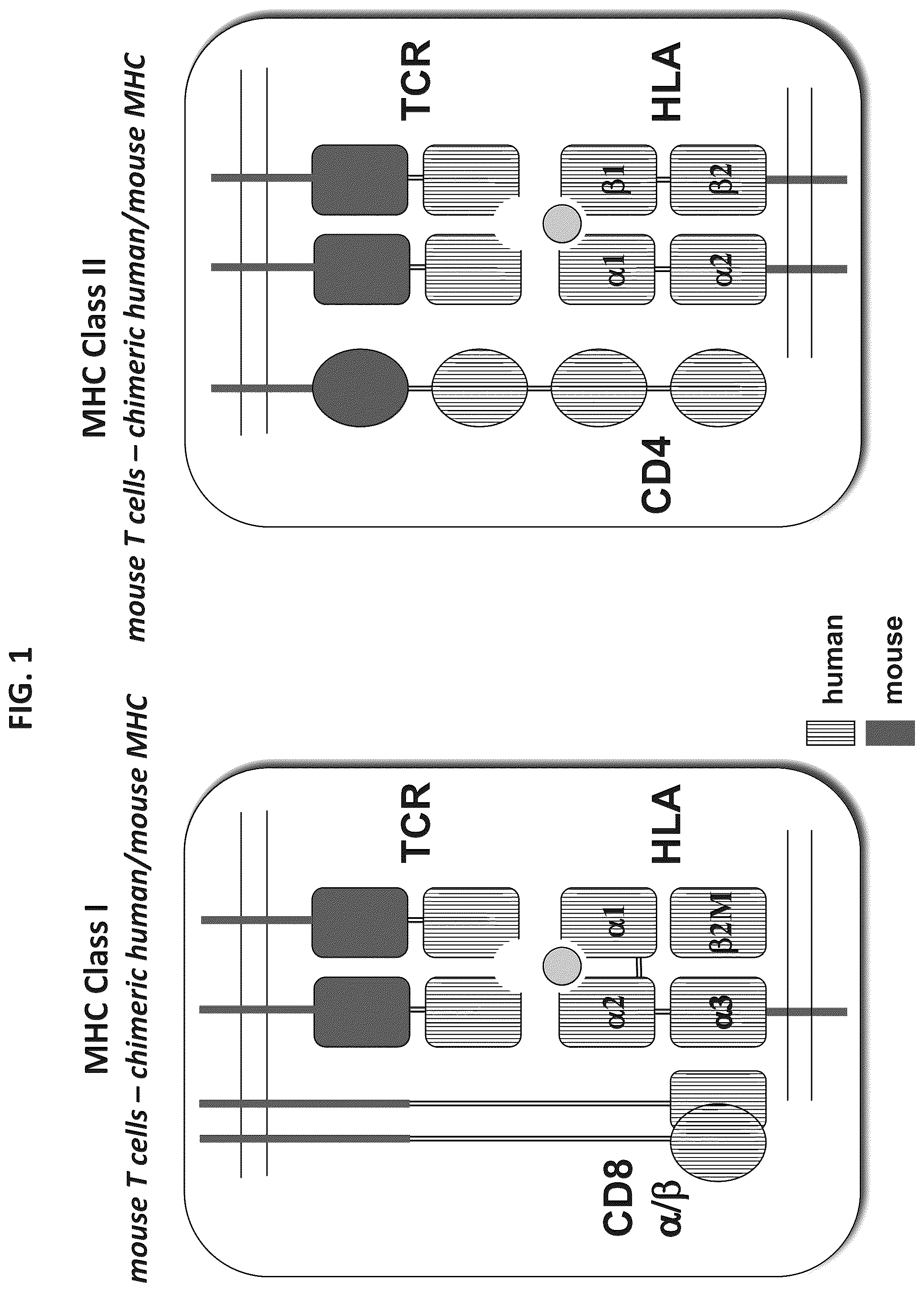 Patent US12376573 — Genetically modified mice comprising humanized cellular immune system components with improved diversity of TCRB repertoire — Figure 1
