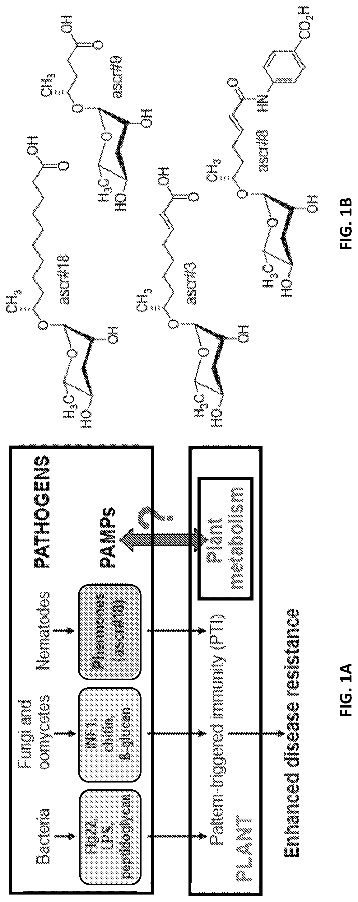 Patent US12376588 Figure 1 – Compositions and methods for modulating immunity in plants