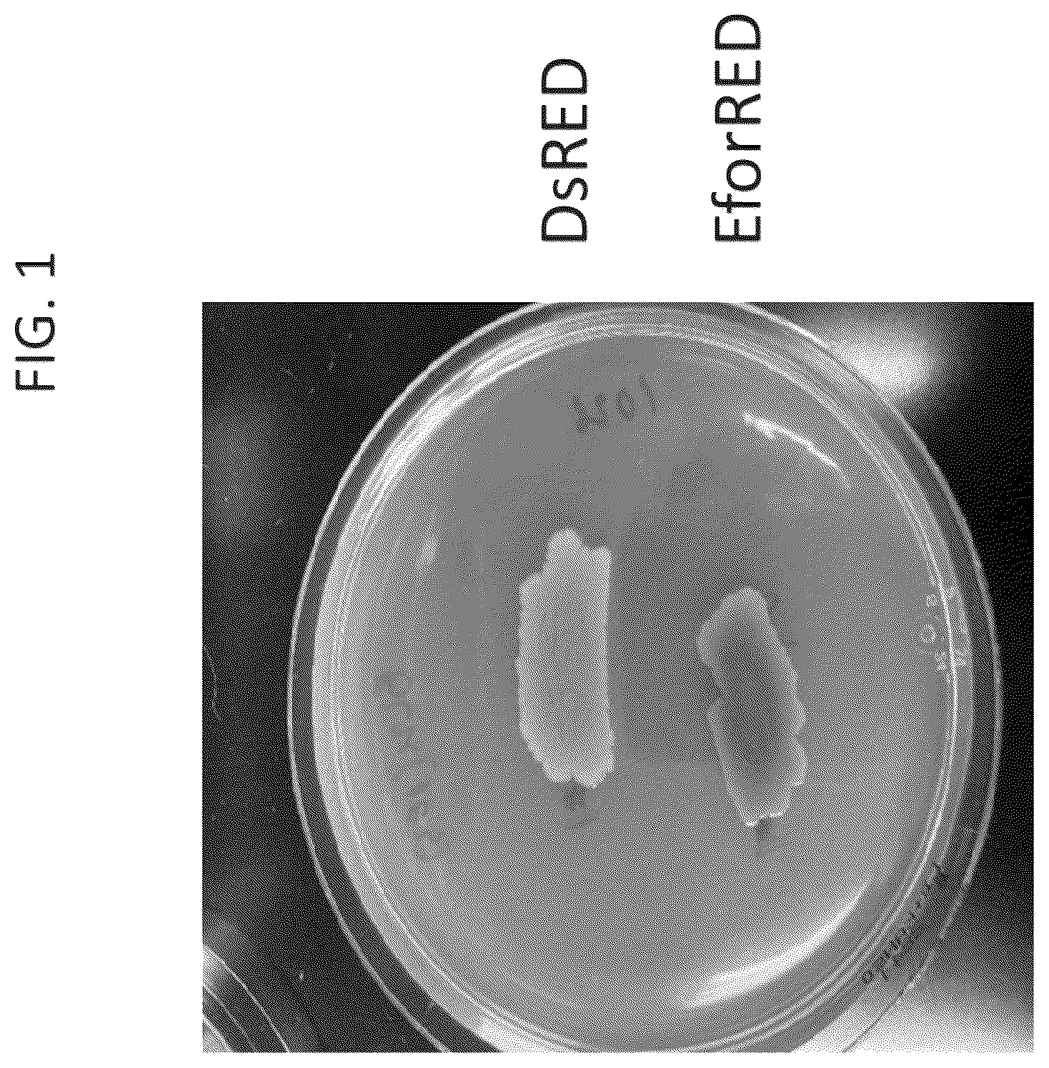 Patent US12376609 — Thermolabile pigments for meat substitutes derived by mutation of the pigment of coral Echinopora forskaliana — Figure 1