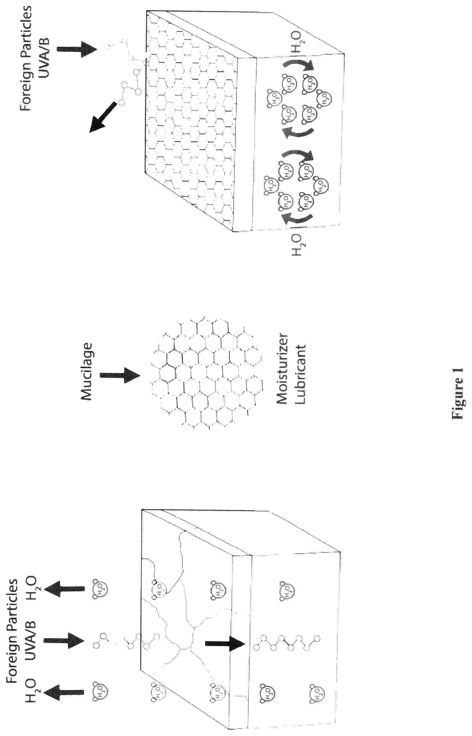 Patent US12377041 — Compositions containing plant mucilage — Figure 1