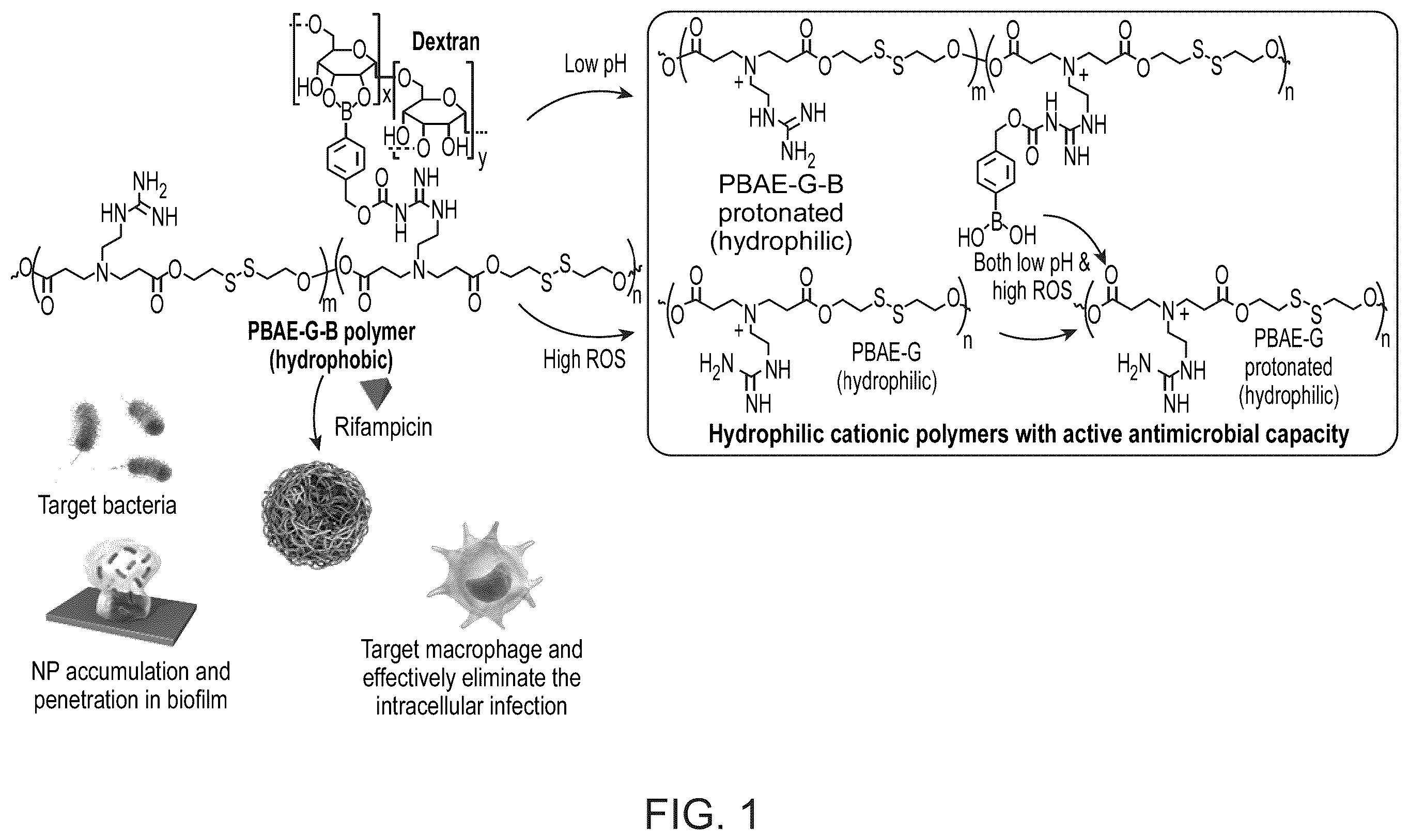 Patent US12377052 Figure 1 – Dual-responsive nanoparticles for enhanced antibacterial efficacy
