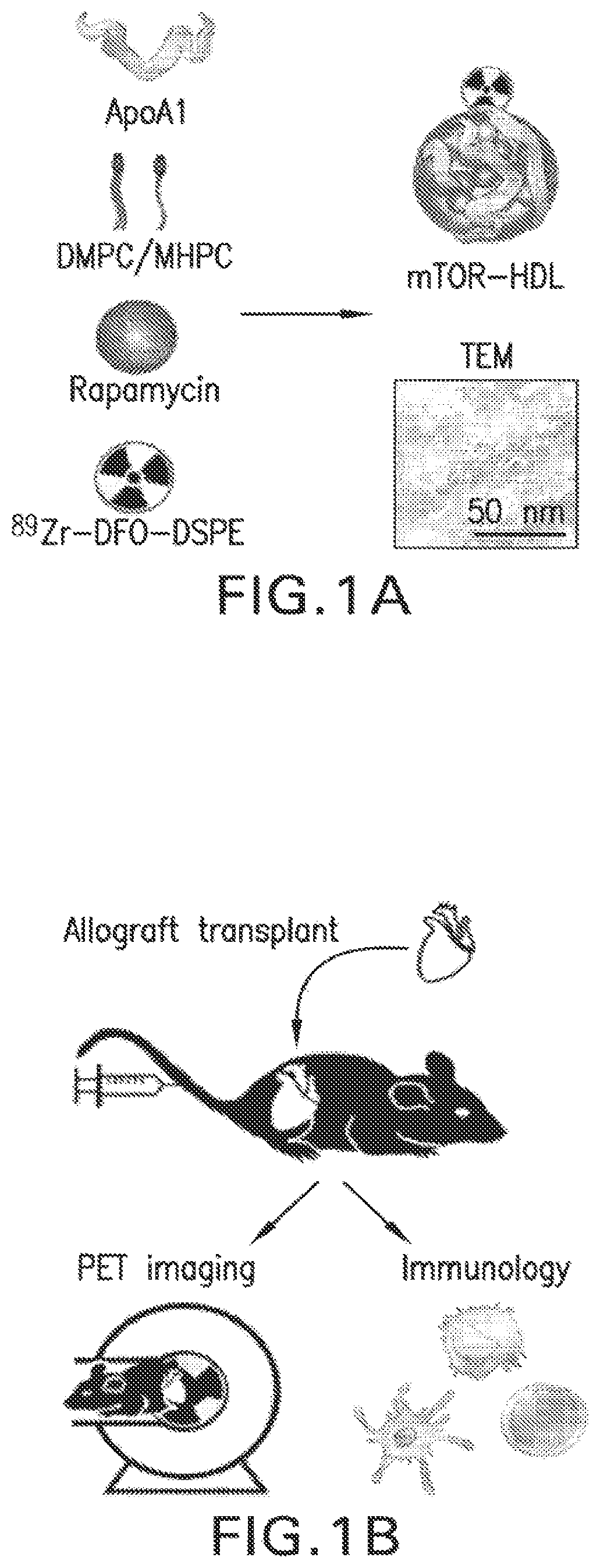 Patent US12377054 — Targeting the innate immune system to induce long-term tolerance and to resolve macrophage accumulation in atherosclerosis — Figure 1