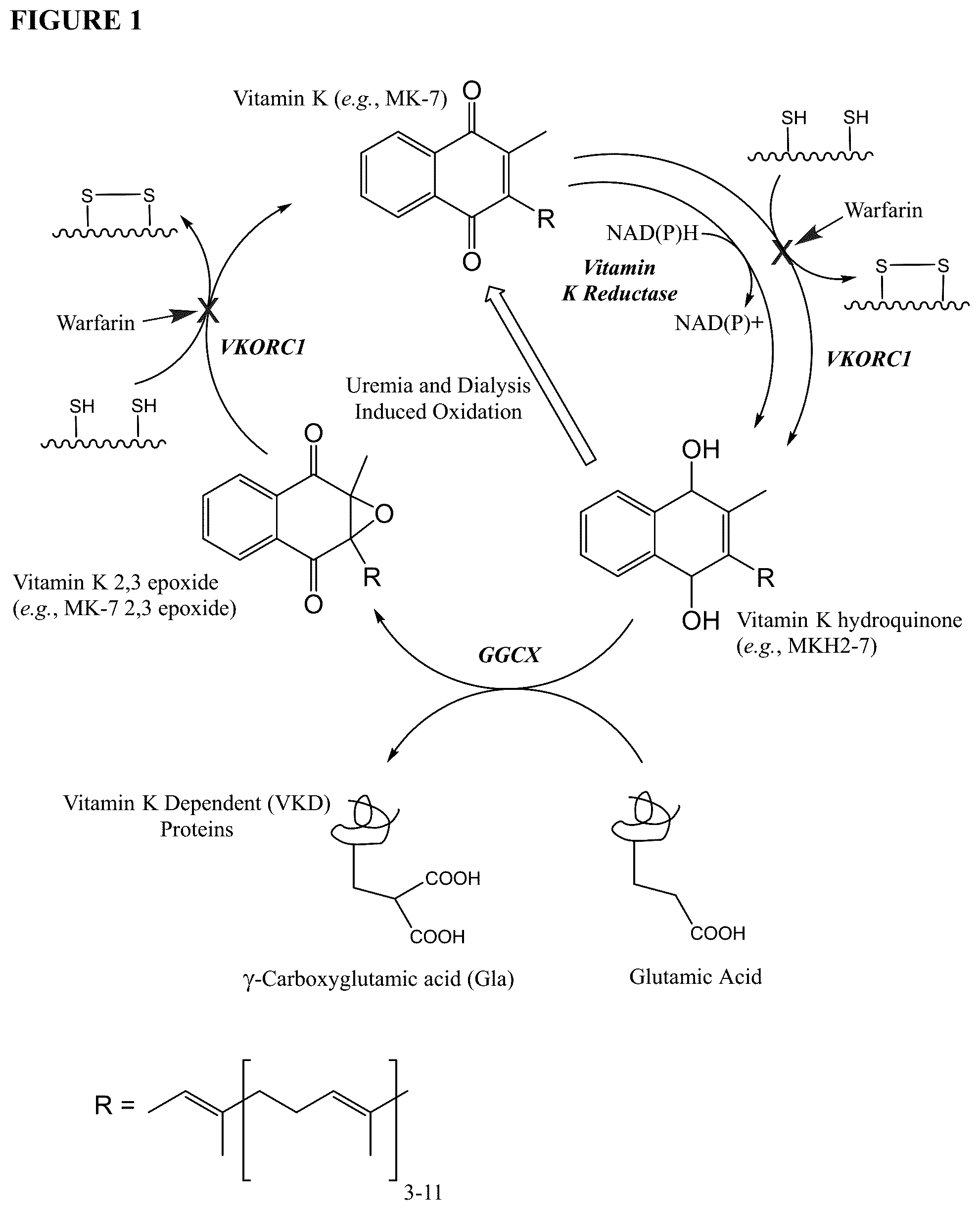 Patent US12377060 — Methods and compositions for preventing or treating tissue calcification — Figure 1