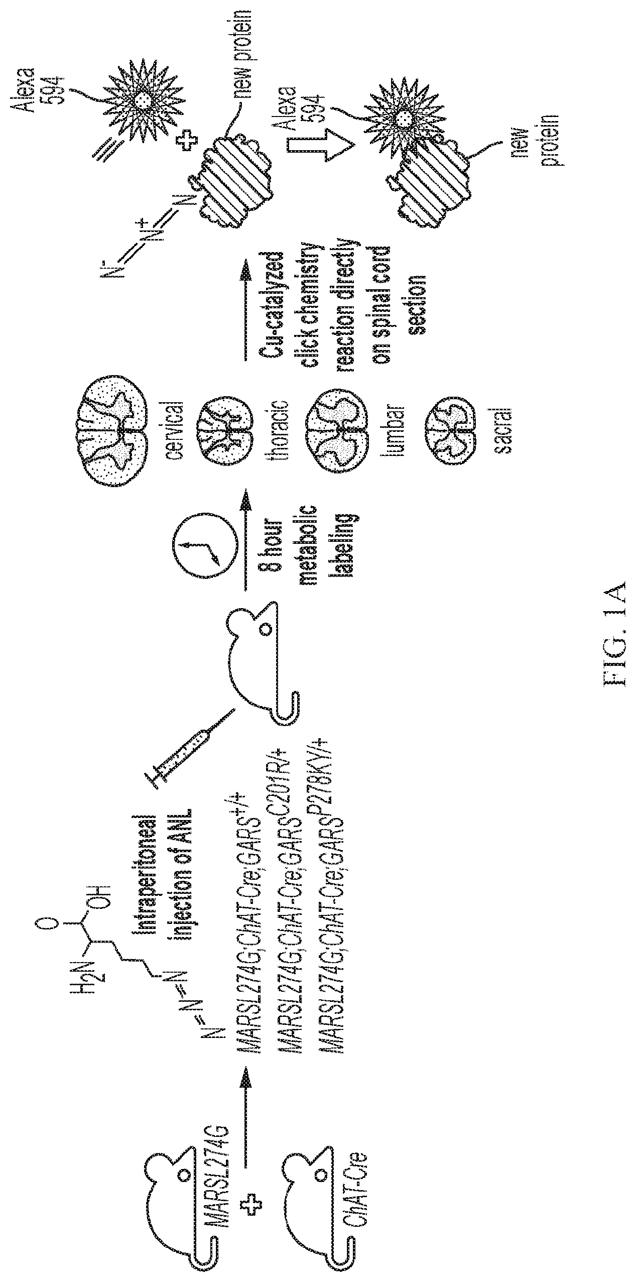 Patent US12377073 — Treatments for charcot-marie-tooth disease — Figure 1