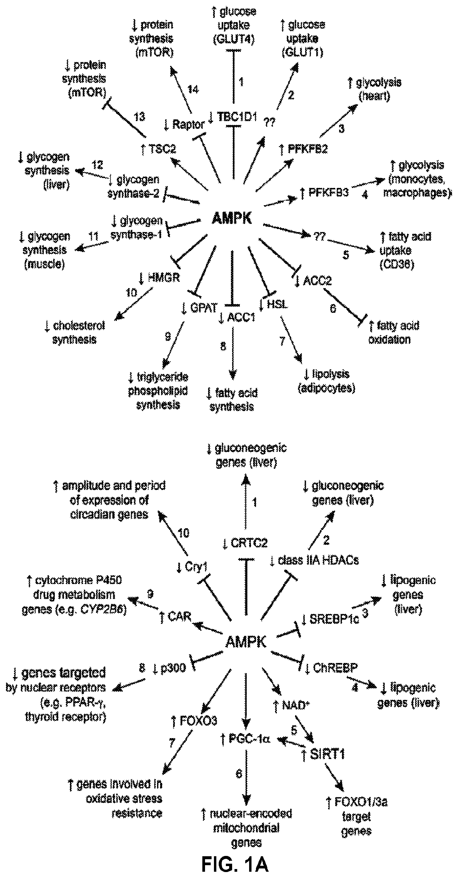 Patent US12377077 — Methods and formulations to treat mitochondrial dysfunction — Figure 1