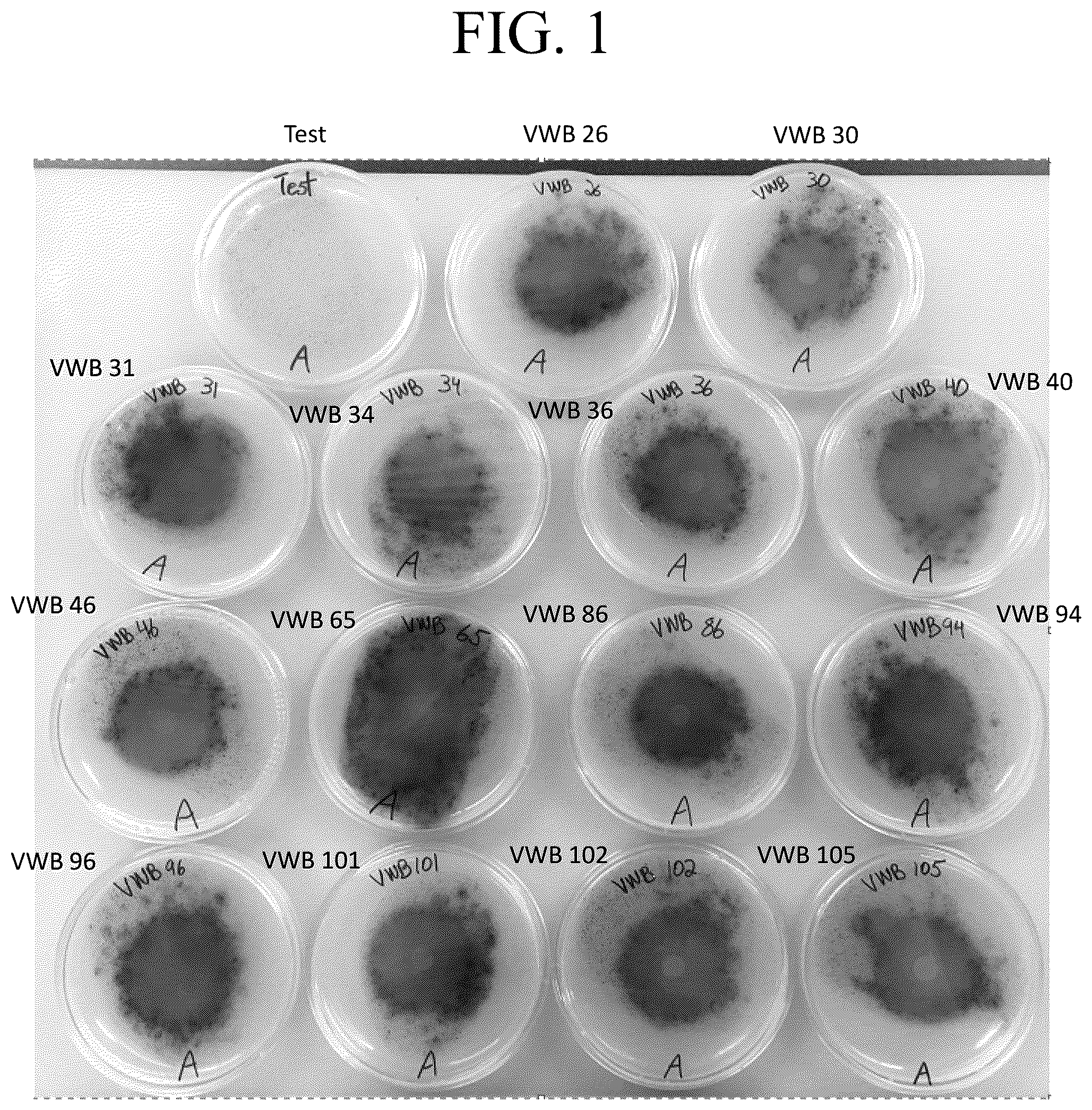 Patent US12377122 — Bacillus isolate compositions and methods of using and producing the same — Figure 1