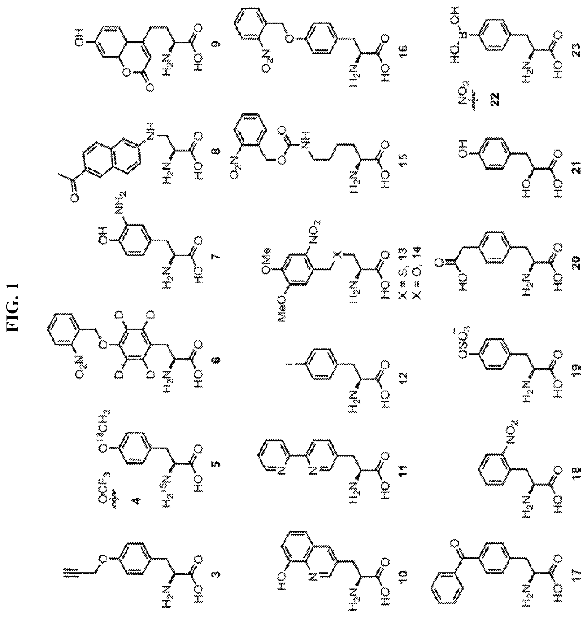 Patent US12377131 — Cytokine conjugates for the treatment of autoimmune diseases — Figure 1