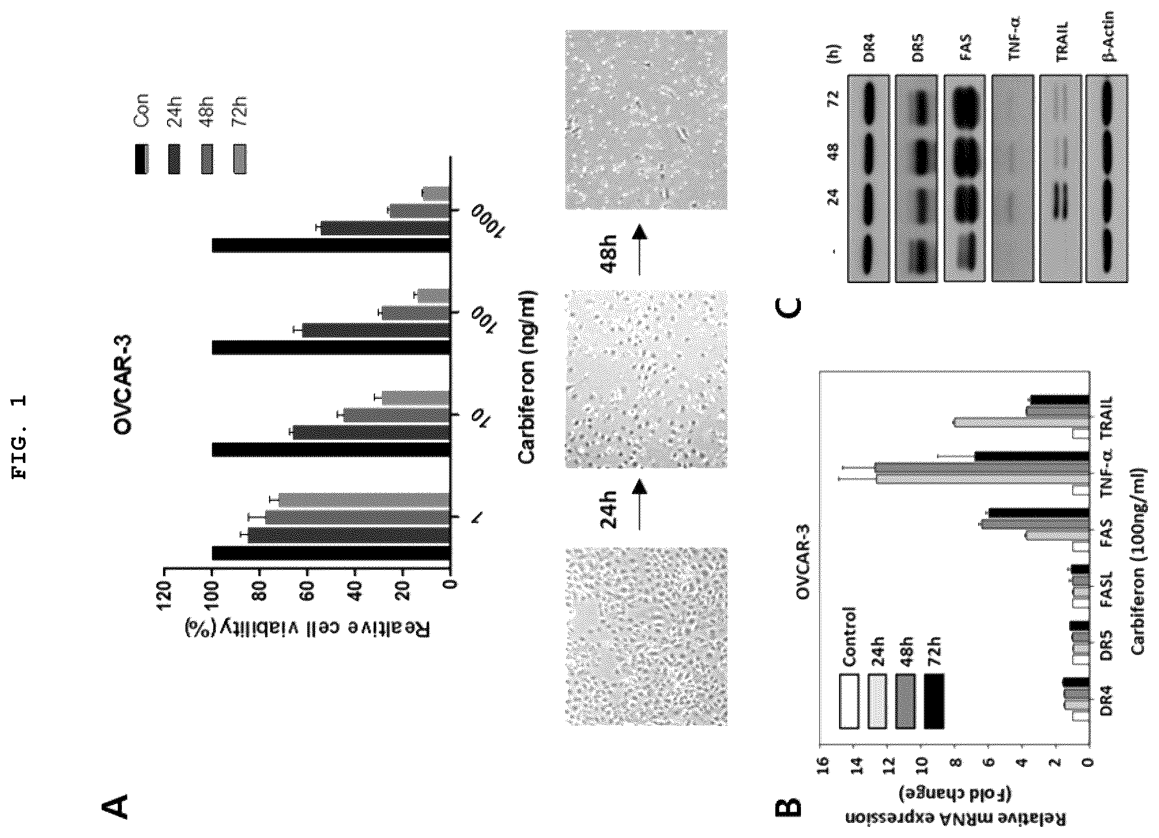 Patent US12377132 — Method for treating or sensitizing interferon beta resistant cancer comprising cFLIP siRNA — Figure 1