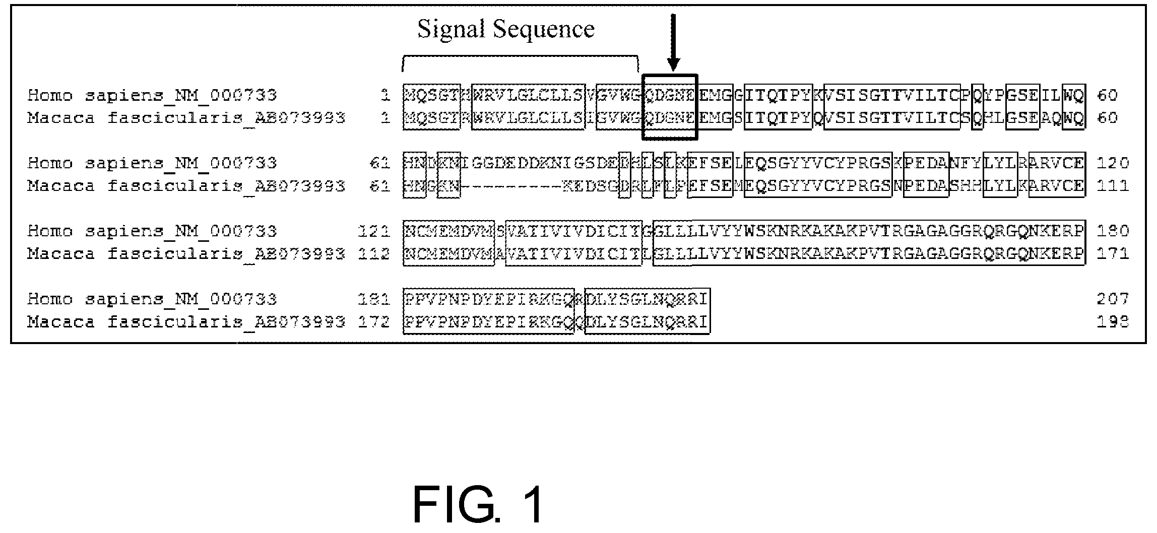 Patent US12377143 — Multiple antigen binding molecular fusion, pharmaceutical composition, method for identifying linear epitope, and method for preparing multiple antigen binding molecular fusion — Figure 1