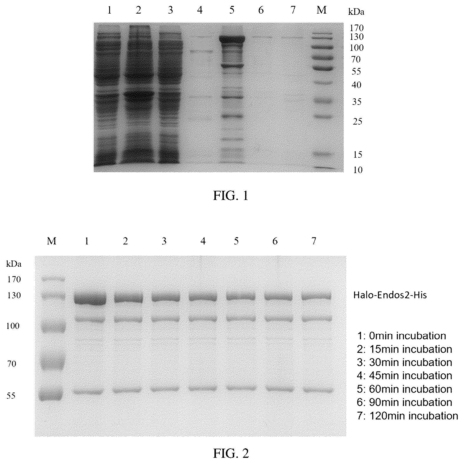 Patent US12377151 — Immobilized endoglycosidase fusion protein and use thereof — Figure 1