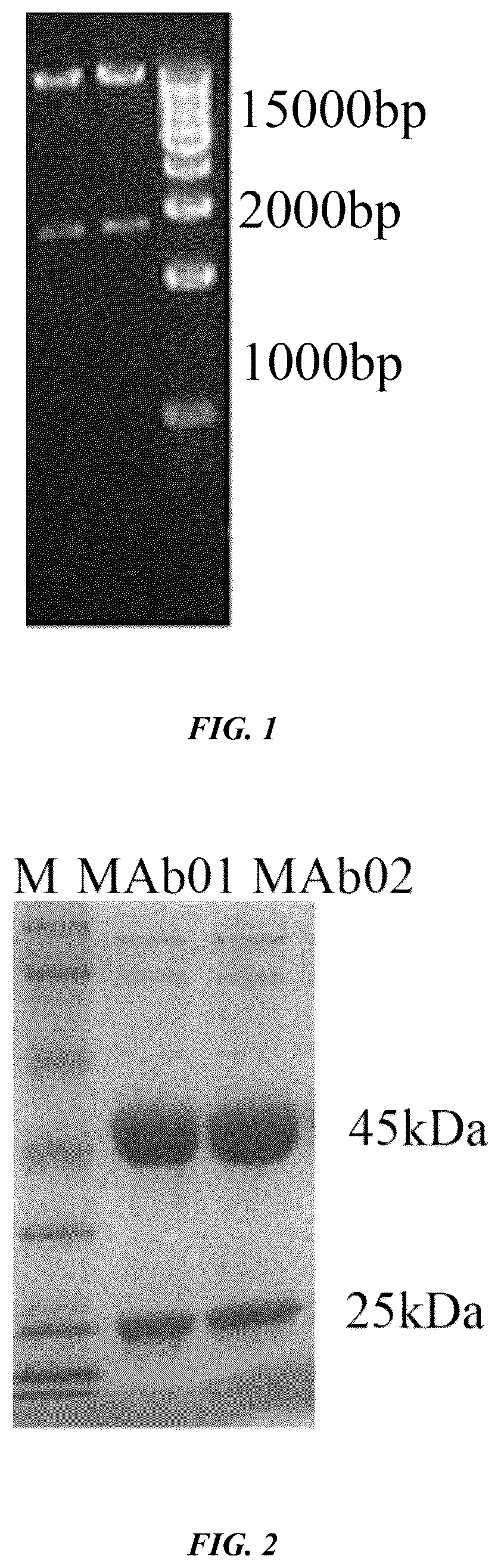 Patent US12377160 — Humanized anti-tissue factor antibody, antibody-drug conjugate prepared therefrom and use thereof — Figure 1