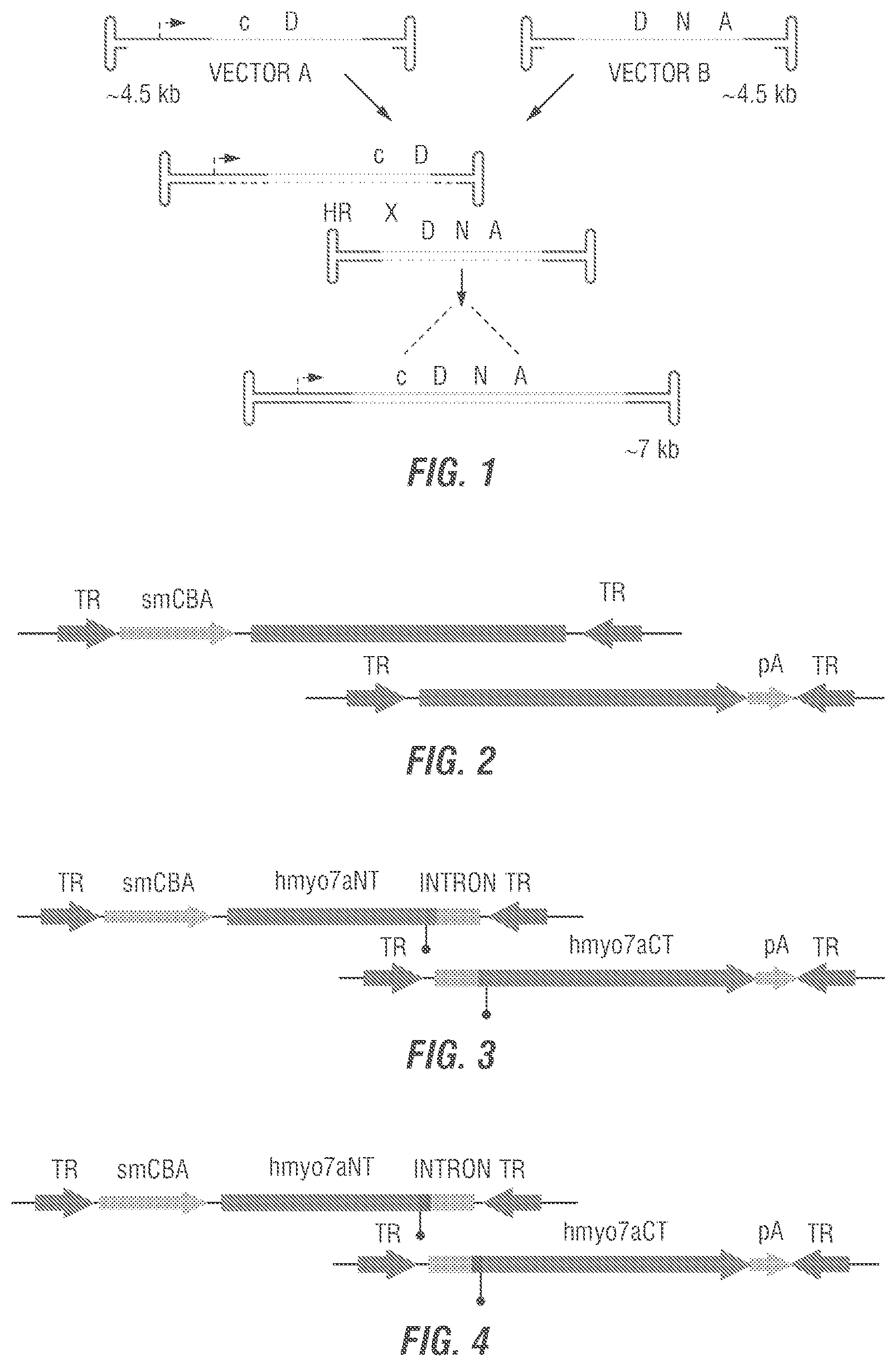 Patent US12377169 — Dual AAV-MYO7A vectors with improved safety for the treatment of USH1B — Figure 1