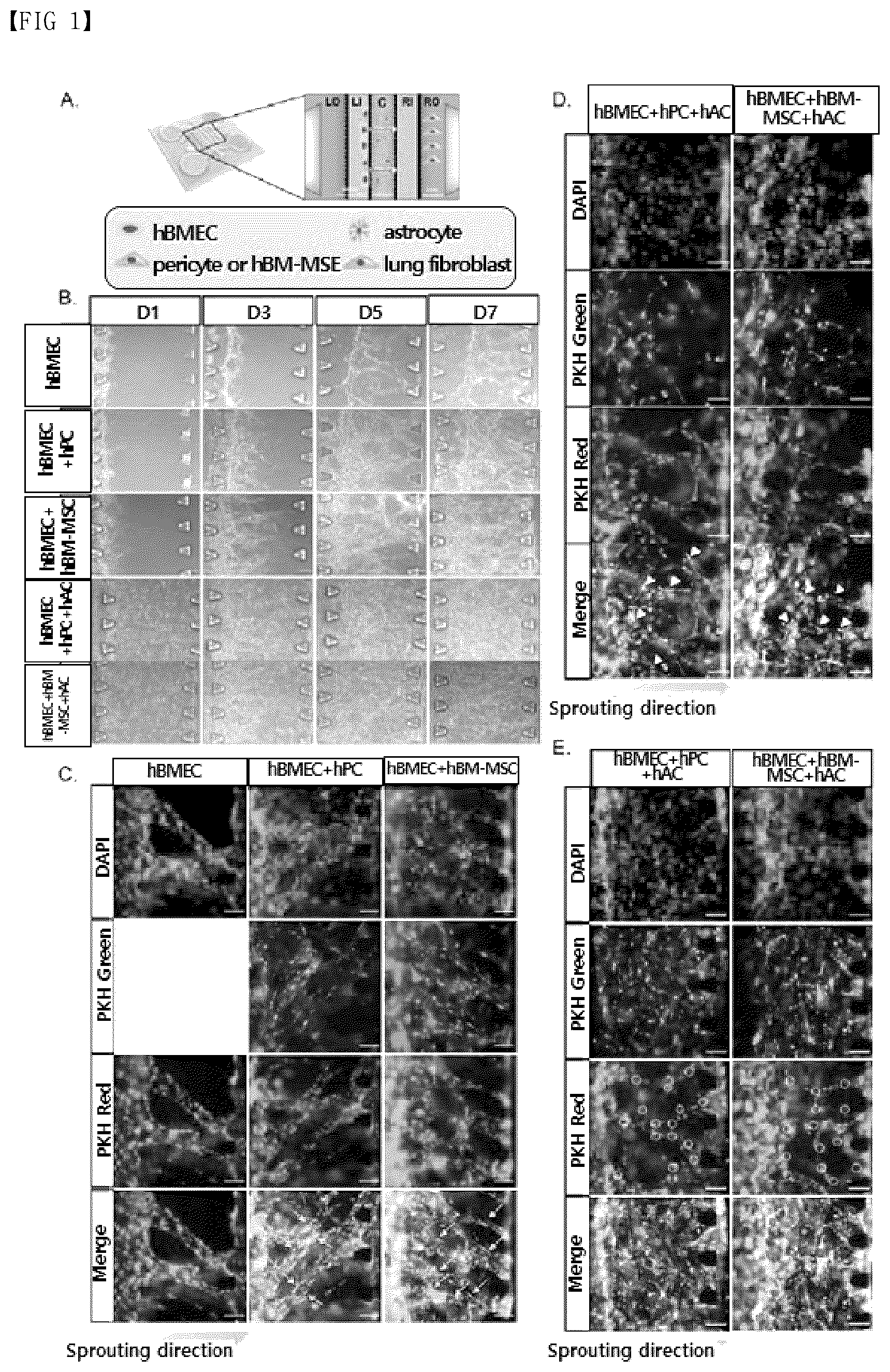 Patent US12377413 — Blood brain barrier-on-a-chip — Figure 1